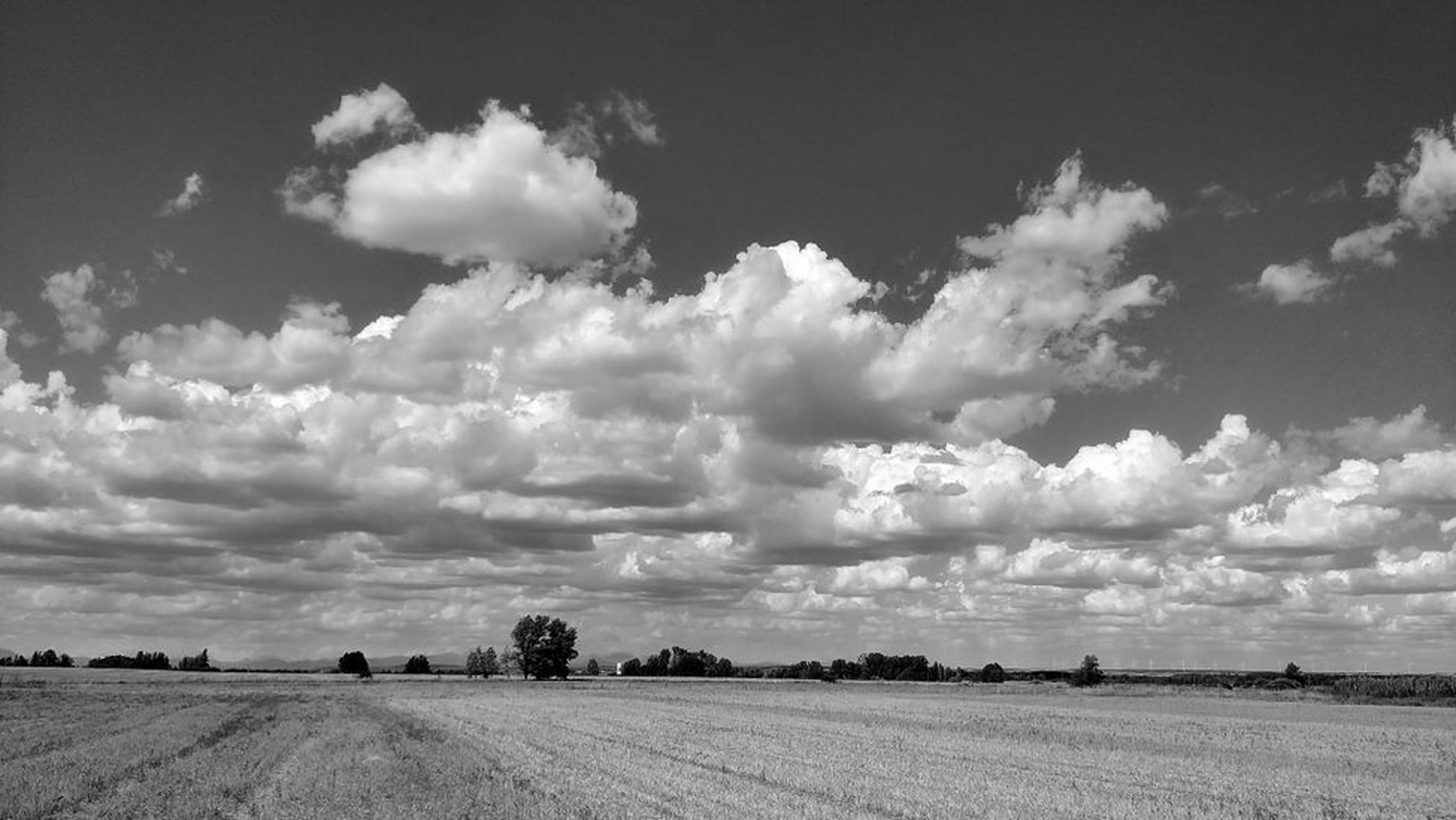 Blanco y negro