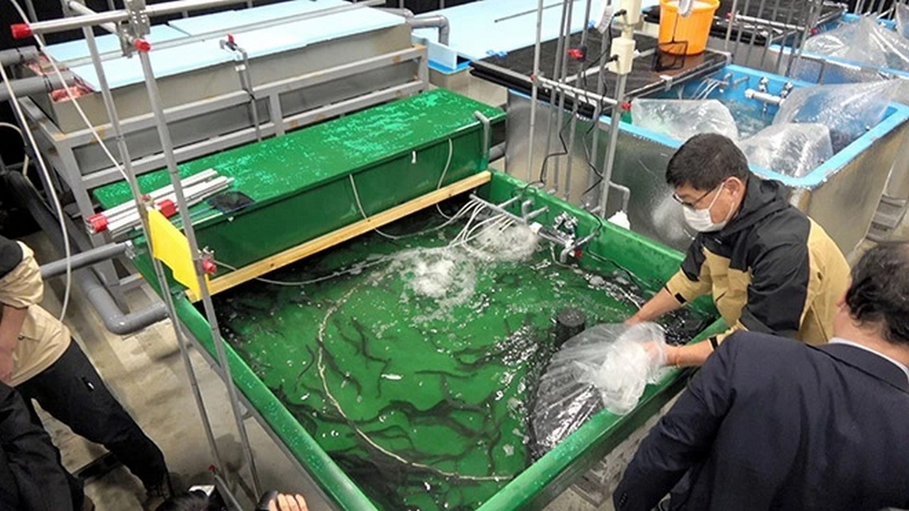 Un centro de datos japonés usa nieve para enfriar sus servidores y cría anguilas con el calor que expelen