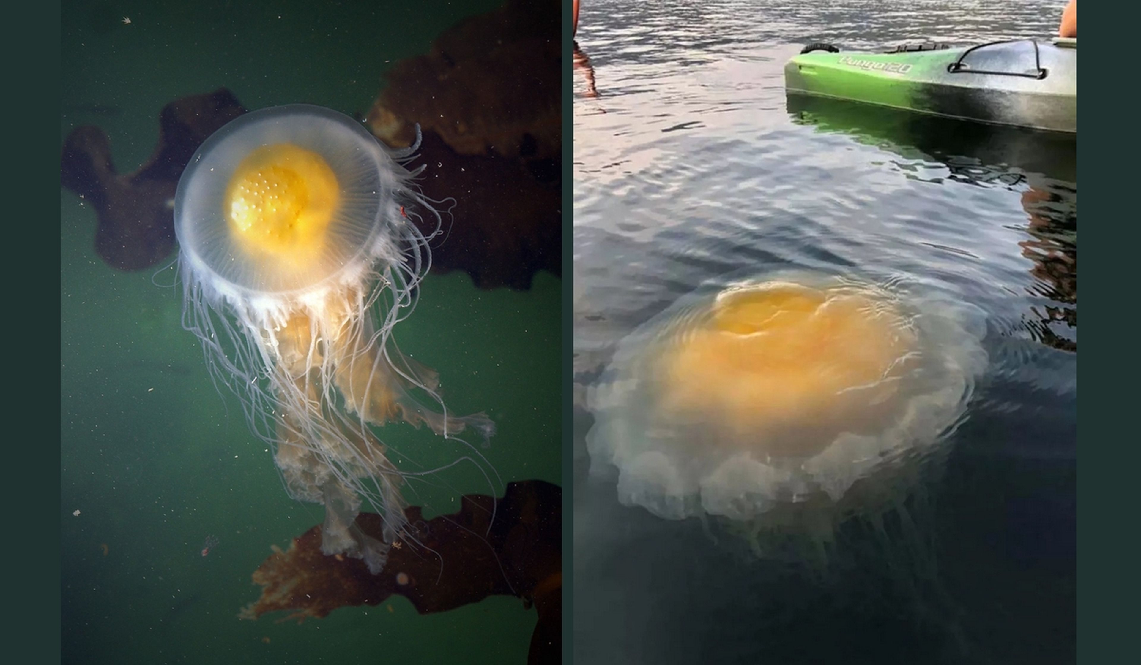 La medusa "huevo frito" esconde un maravilloso secreto: podría curar el cáncer de mama
