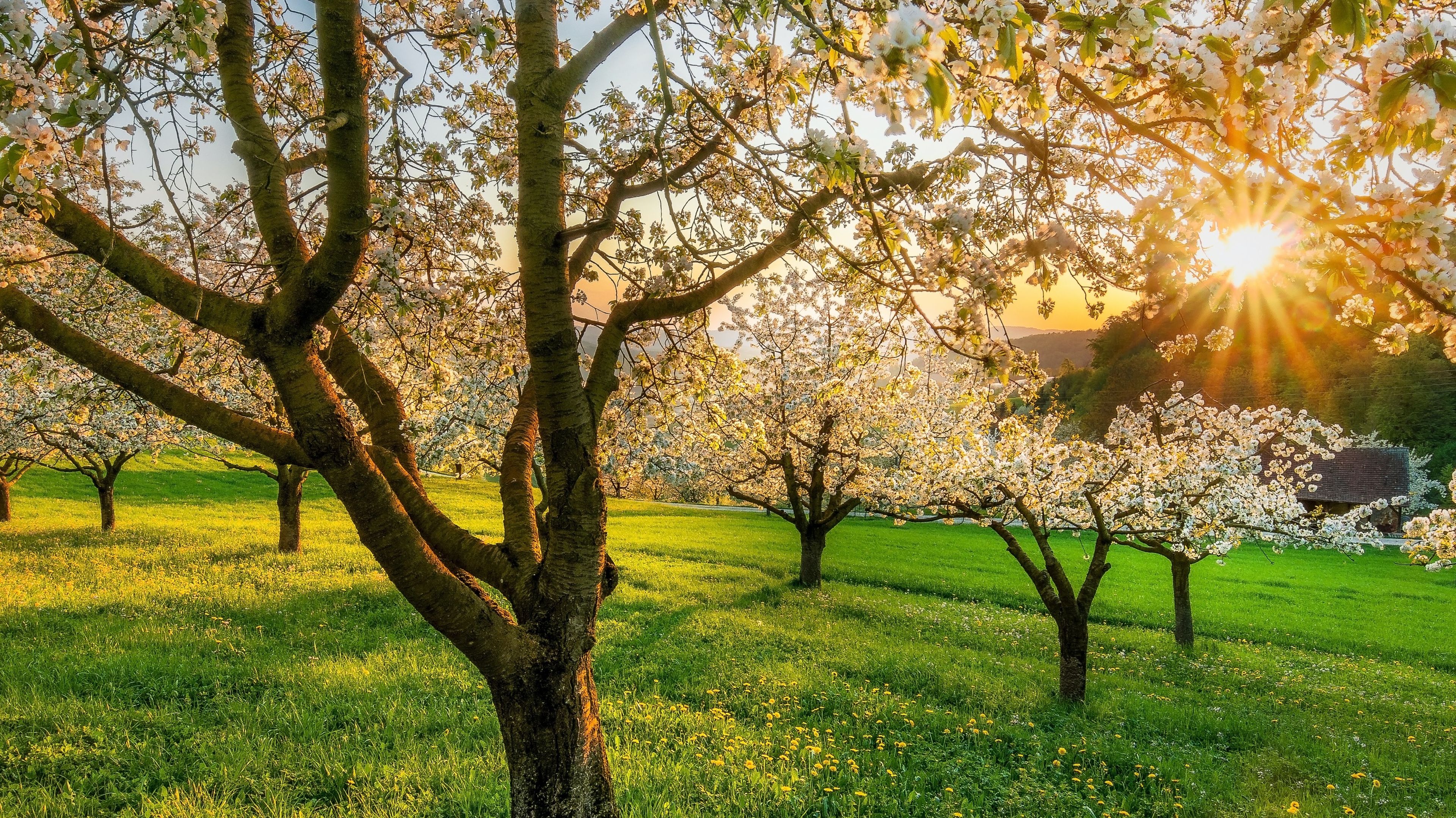 Paisaje con cerezos en flor en un campo de hierba en plena primavera