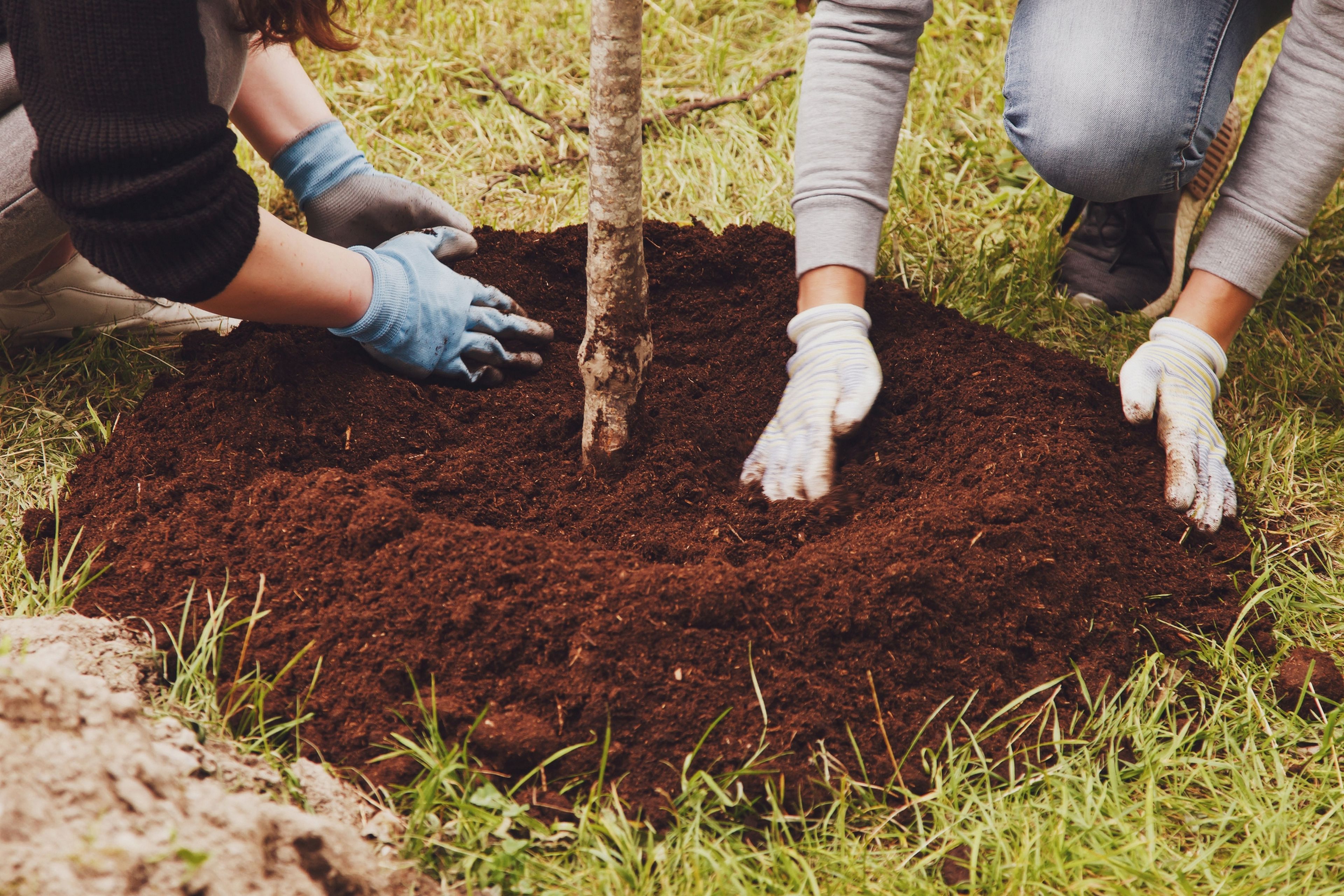 Cómo plantar un árbol correctamente para que agarren las raíces