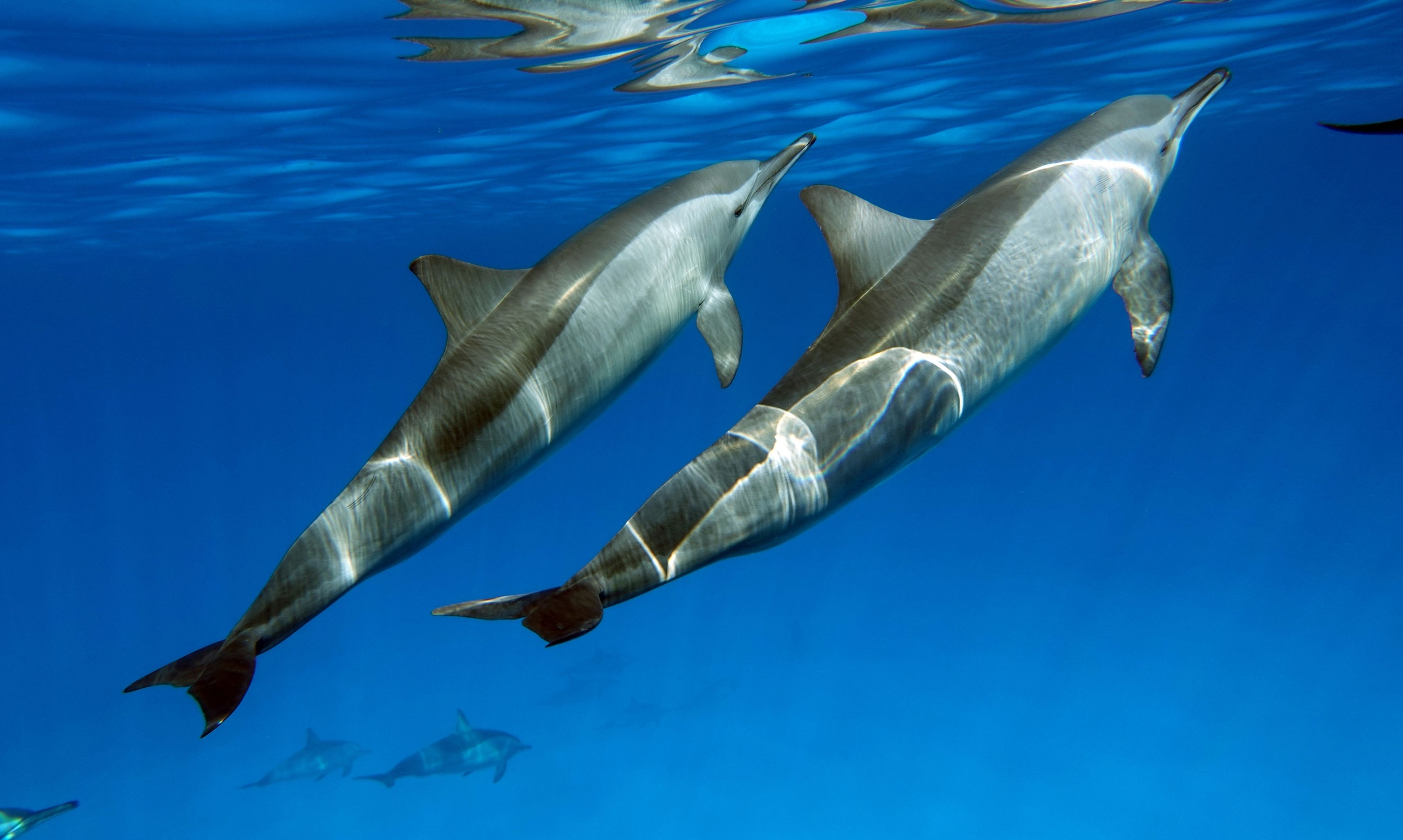 Descubren que los delfines también usan medicinas para curarse