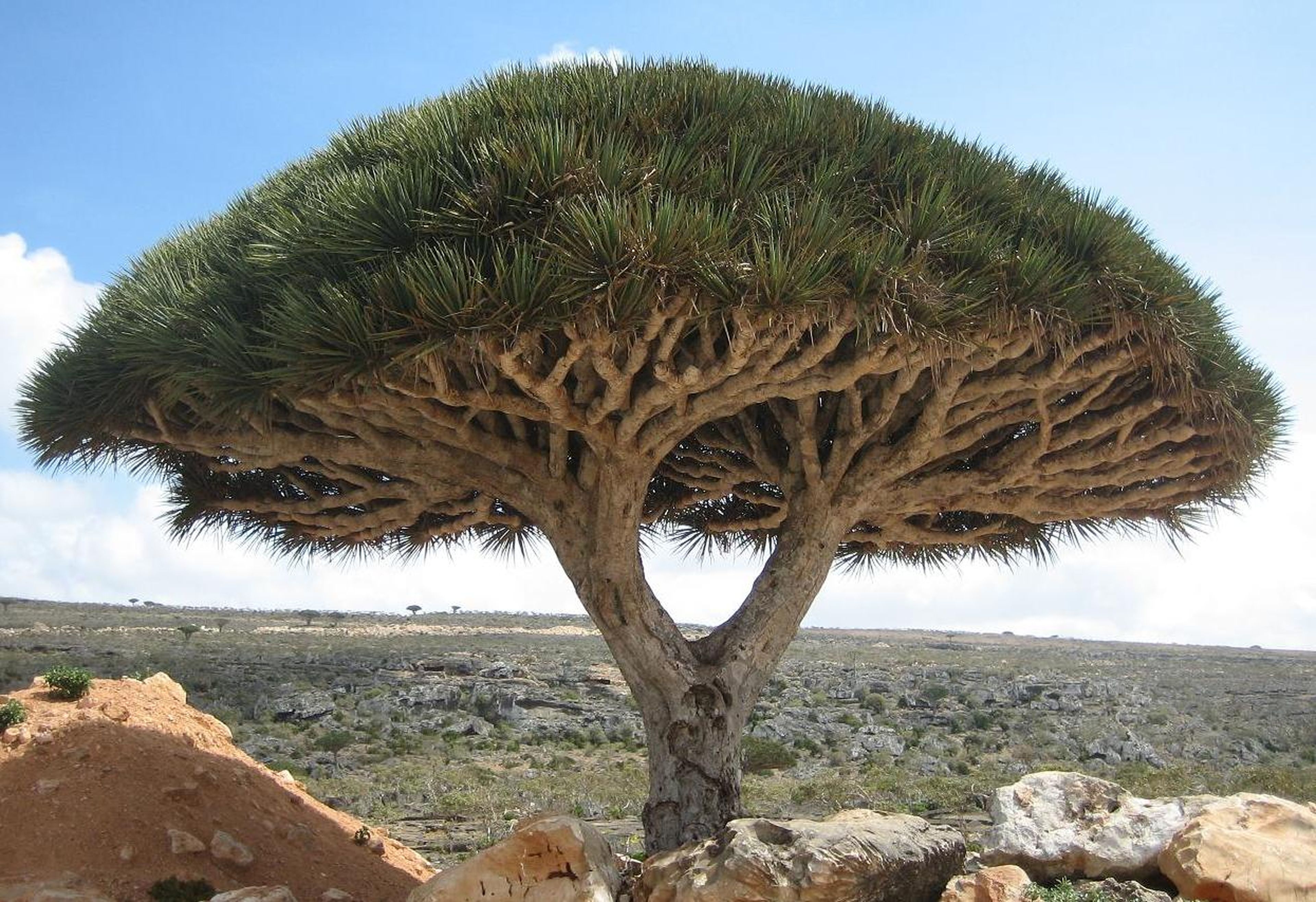 Drago de Socotra