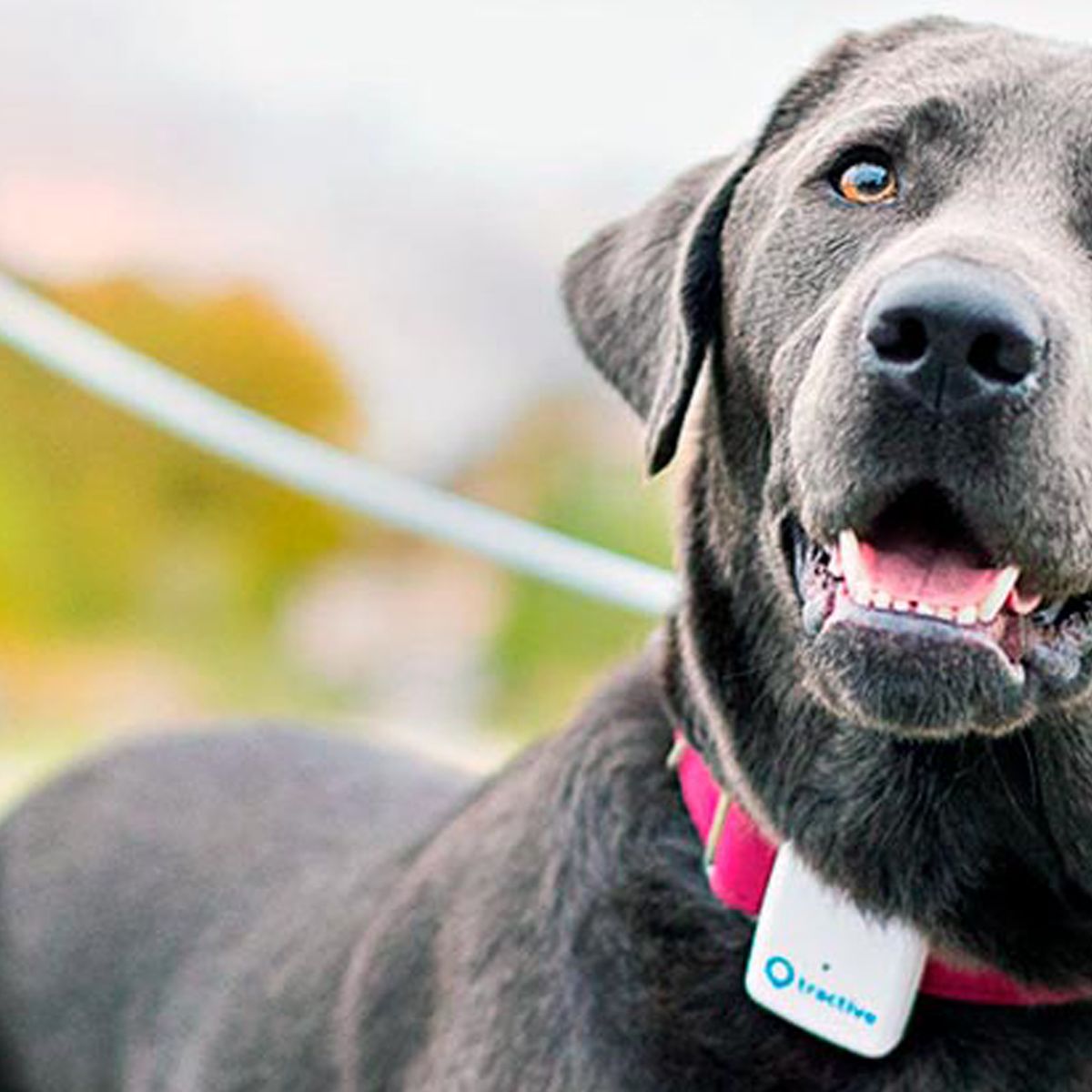 Dog trackers: los mejores collares GPS para perros