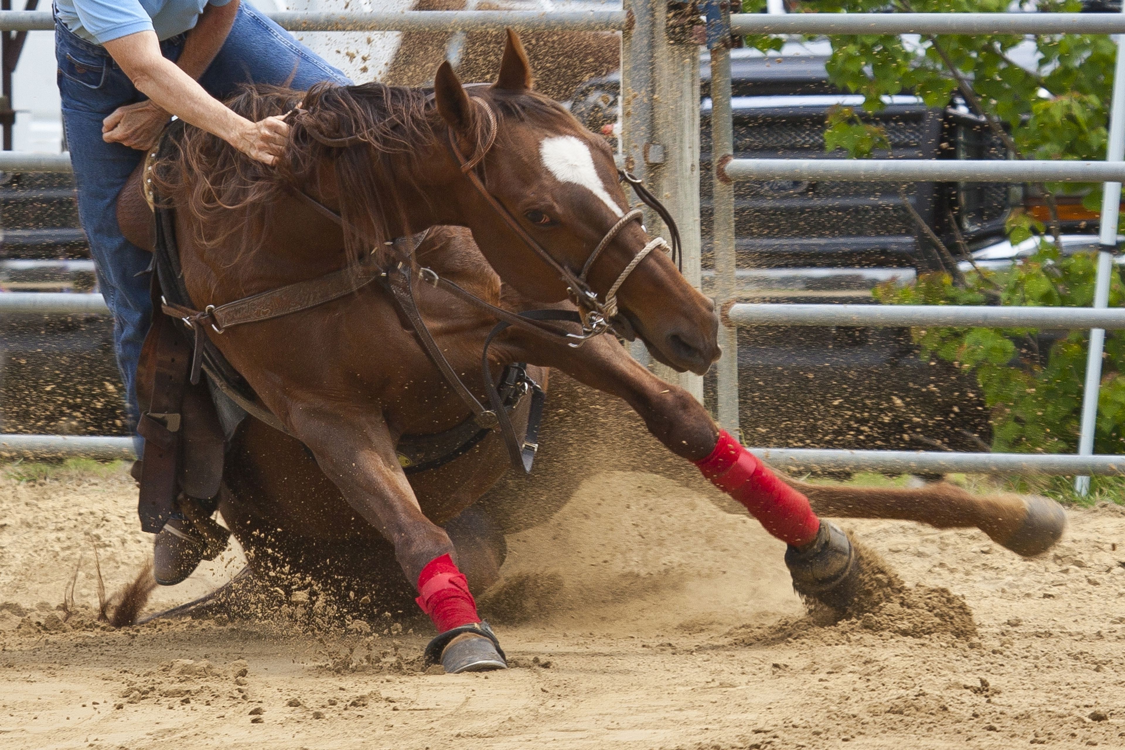 ¿Por qué se sacrifica a un caballo cuando se rompe una pata? ¿Aún se sigue haciendo?
