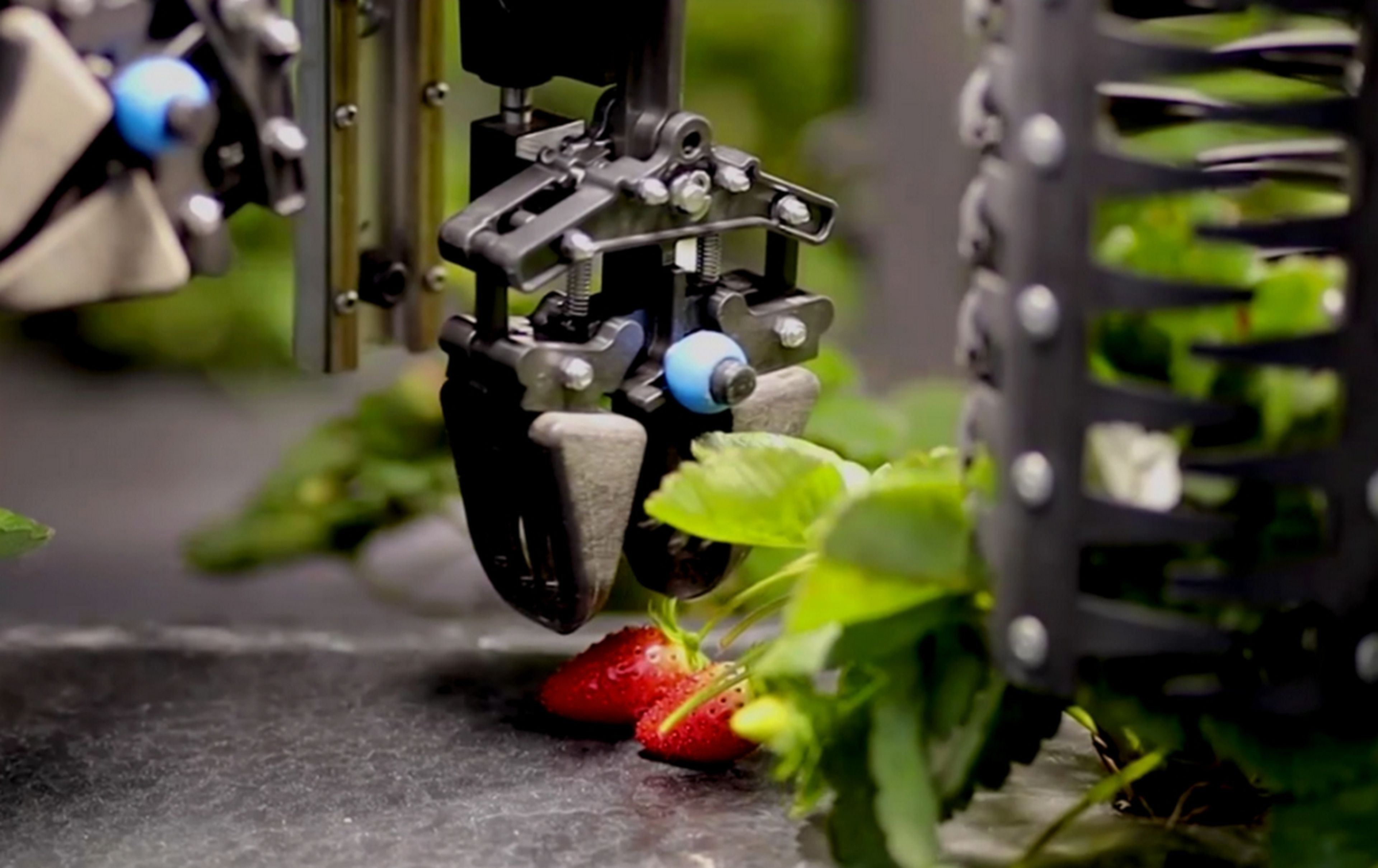 Este robot recolector recoge las mismas fresas que 6 trabajadores humanos