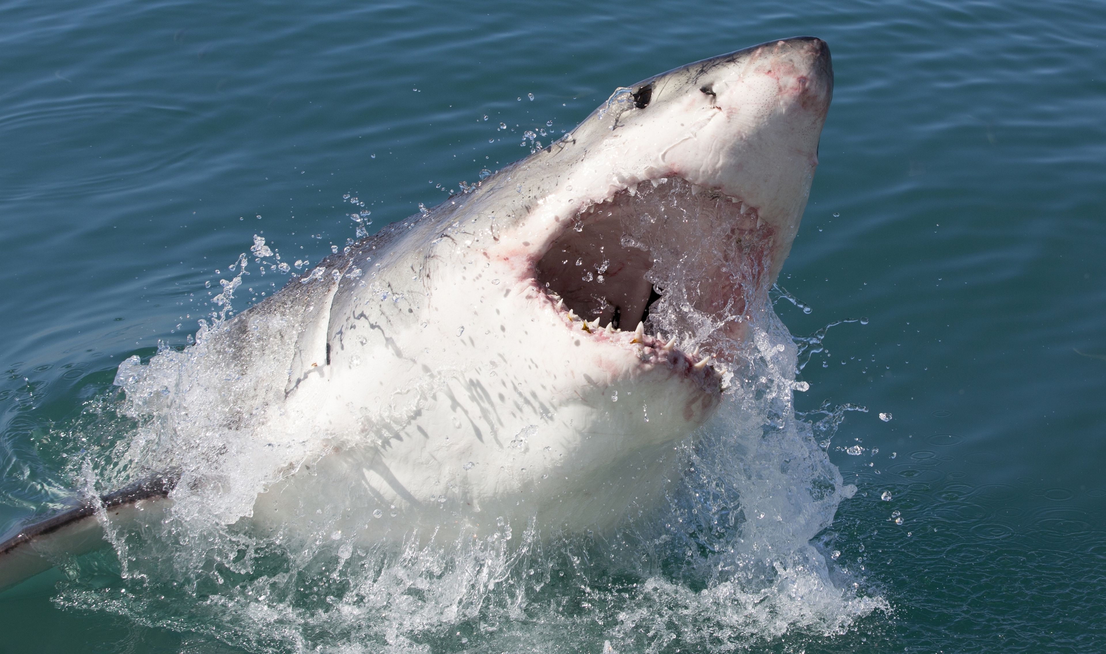 Un tiburón se traga una cámara de 360 grados y nos ofrece una visión única de su día a día, desde sus mandíbulas