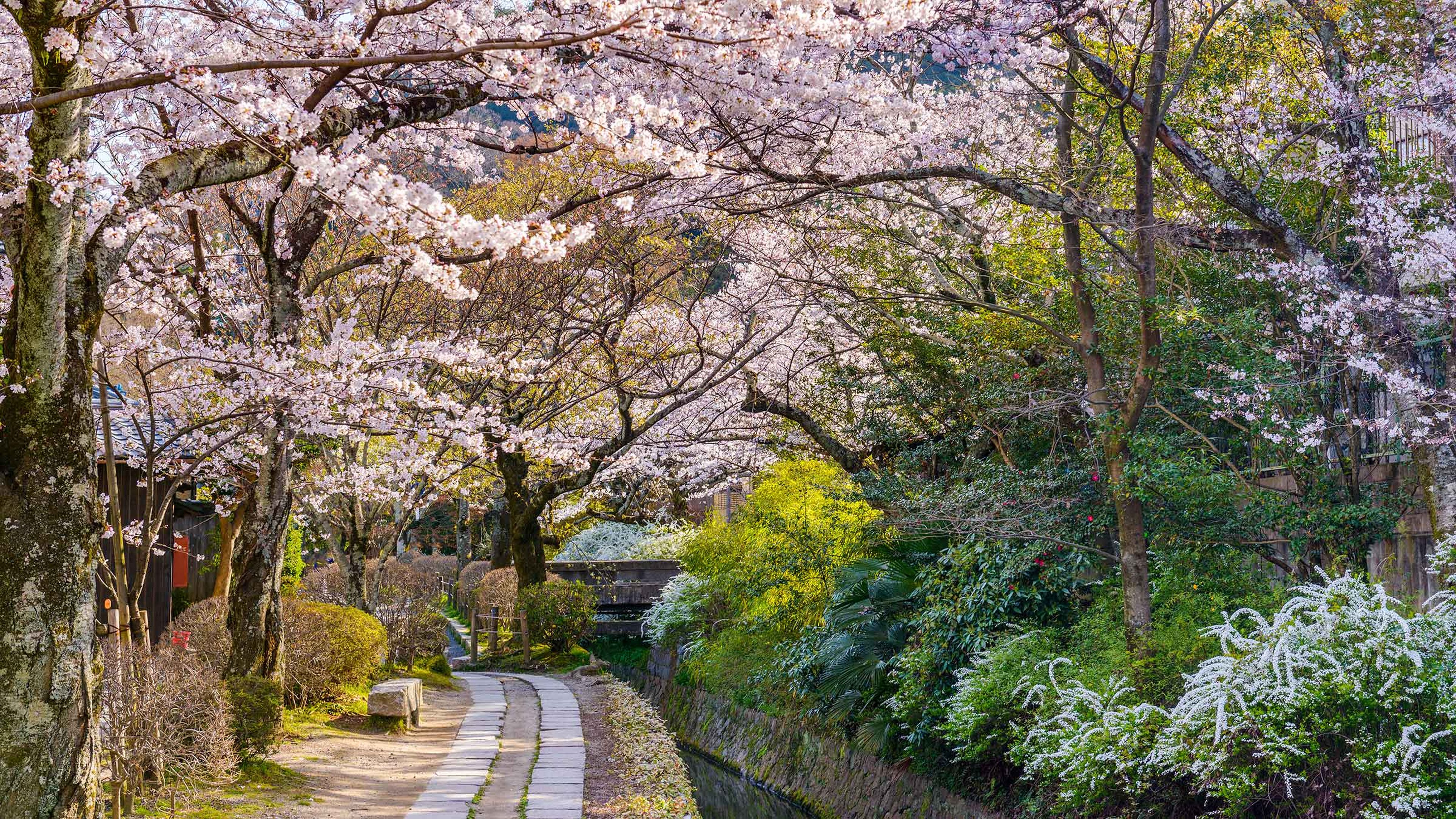 Primavera en Kioto