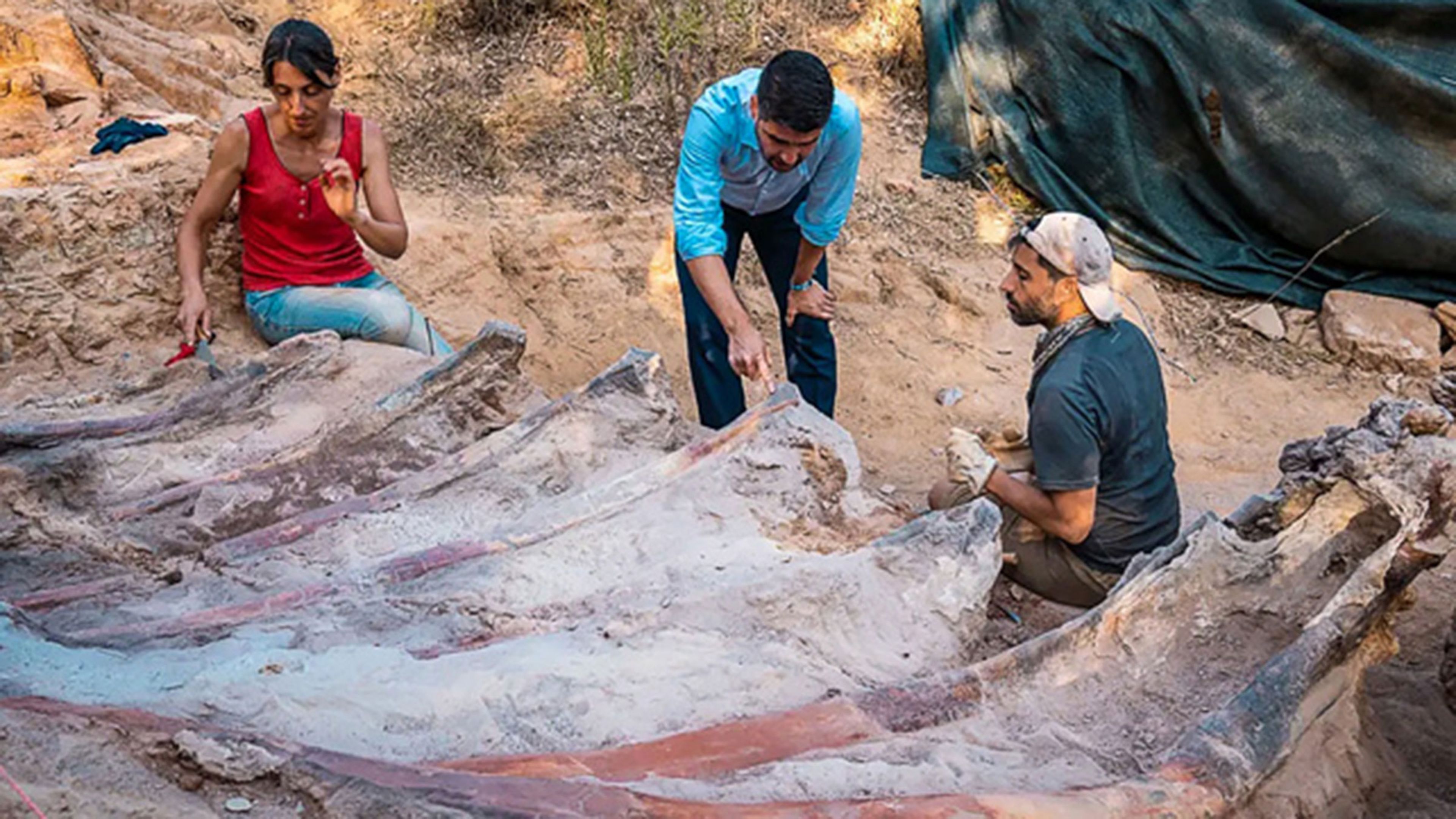 Encuentran en la Península Ibérica los restos del que podría ser el dinosaurio más grande de Europa