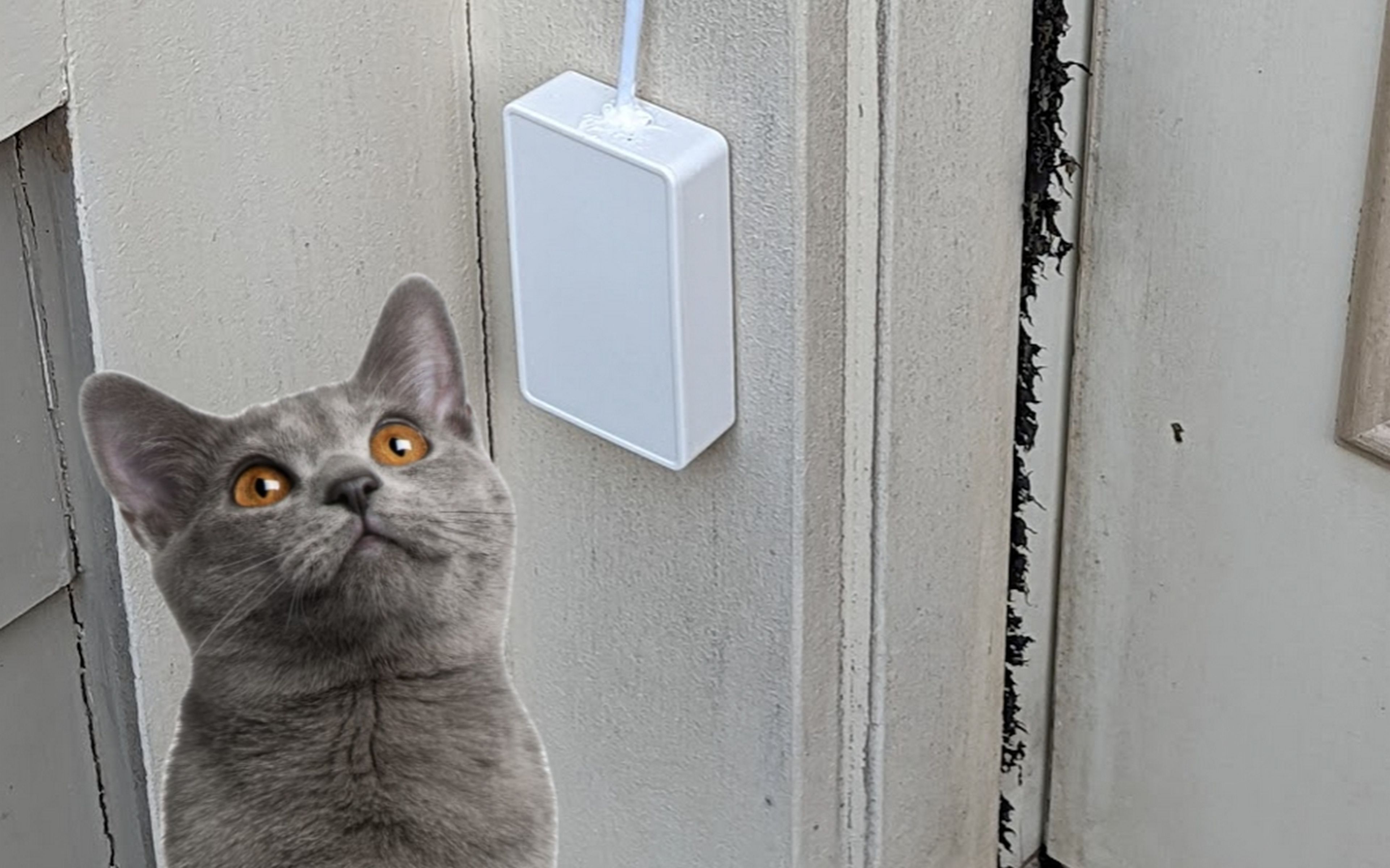 Inventan un timbre para gatos con una Raspberry Pi que solo abre la puerta  a los maullidos