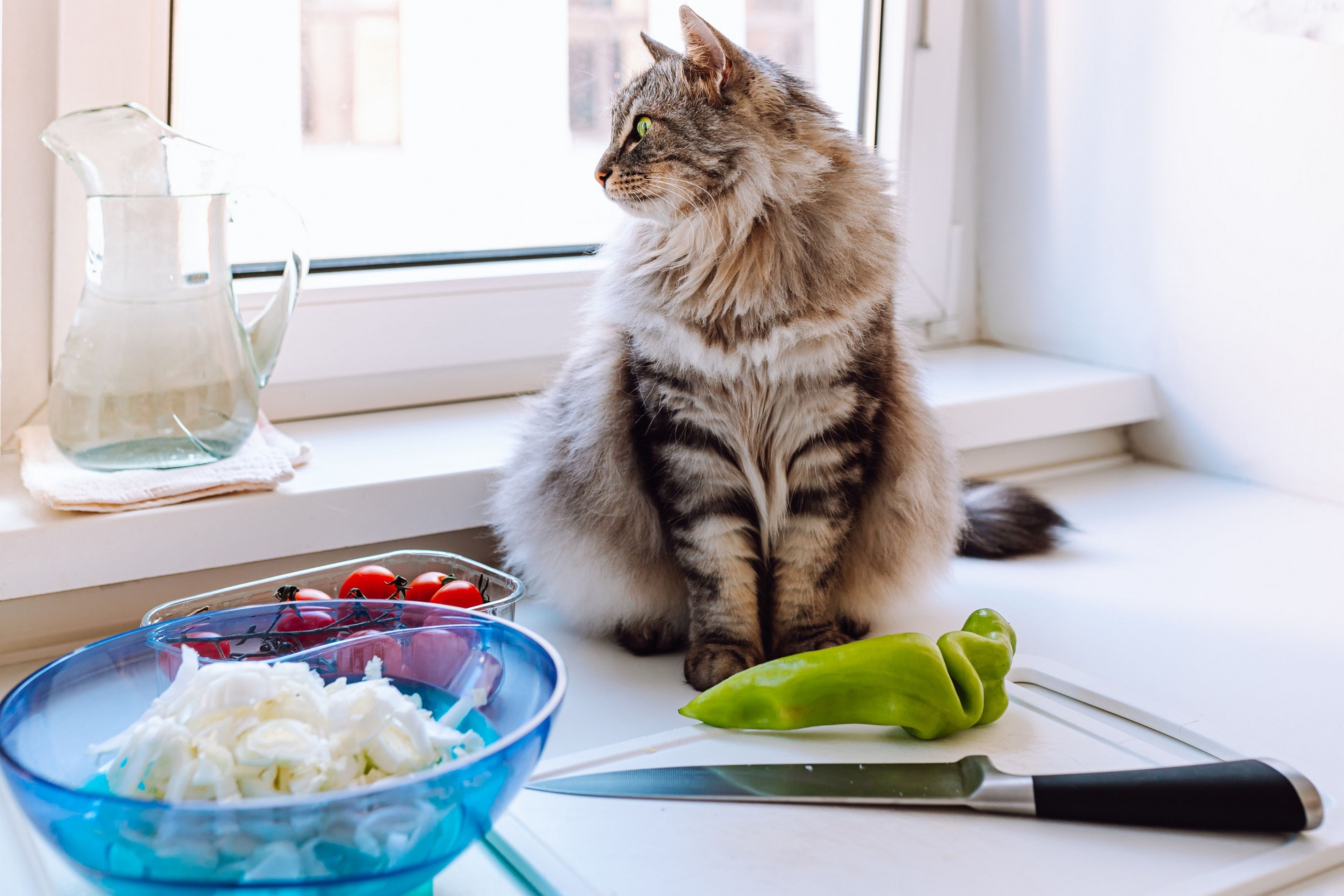 Trucos para que tu gato no se suba a las encimeras de la cocina o el baño