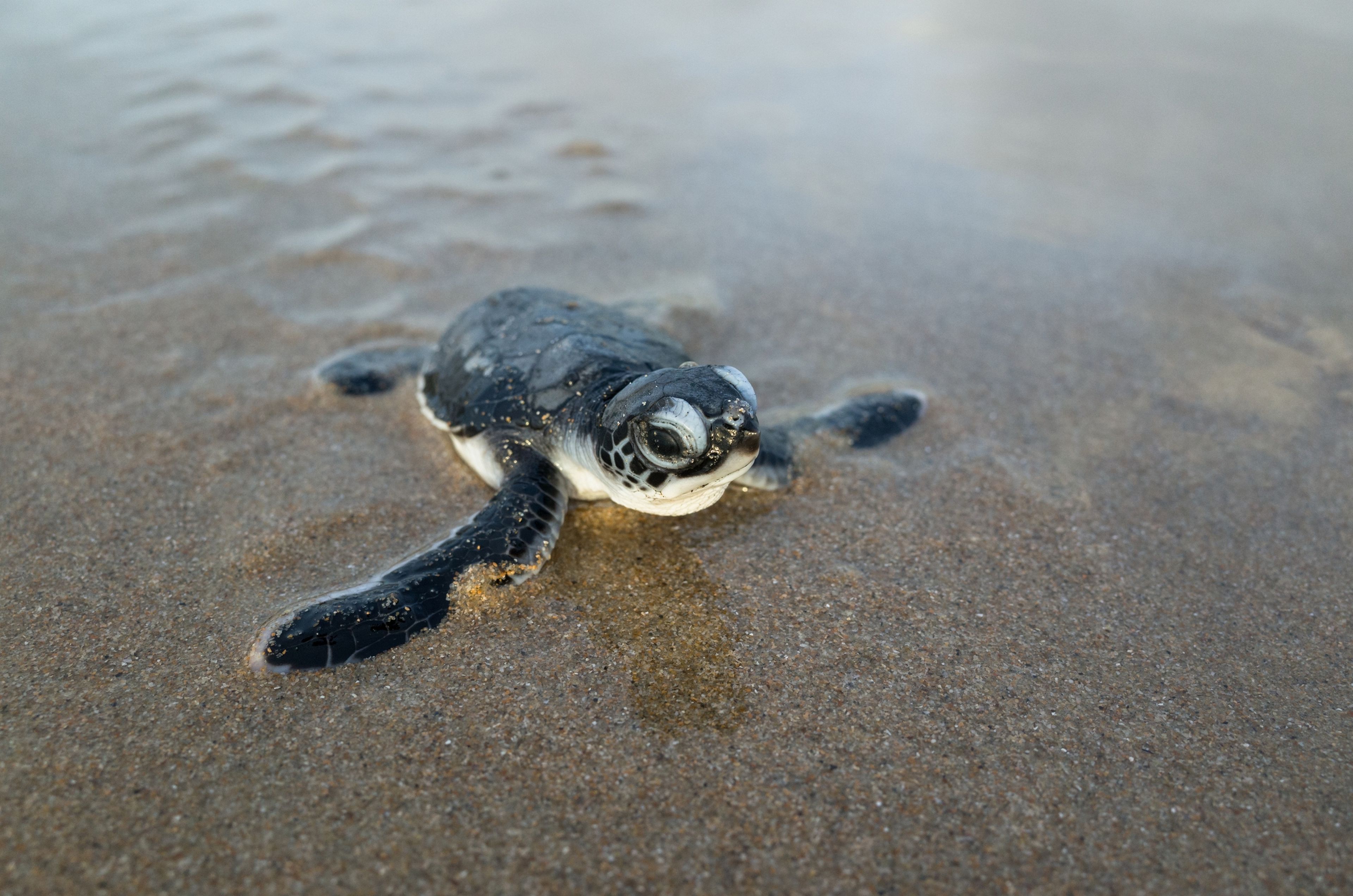 En los últimos 4 años solo han nacido tortugas hembras en Florida, por el cambio climático