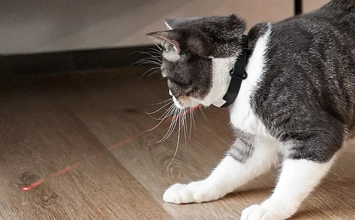 El collar con puntero láser para gatos: ¿diversión o crueldad?