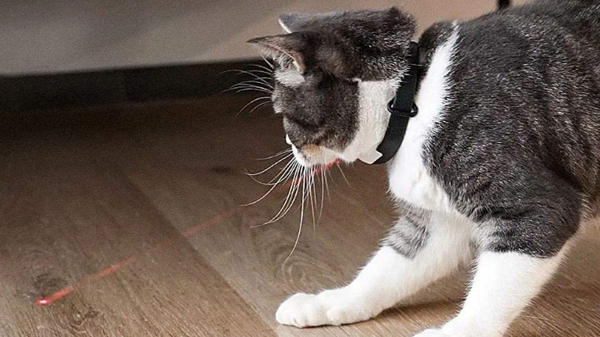 CH] KiTiDOT, el collar para gatos con puntero láser - Vídeo Dailymotion