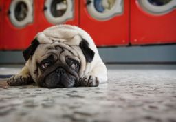 5 razas de perro que no deberías tener por sus problemas de salud, según un veterinario