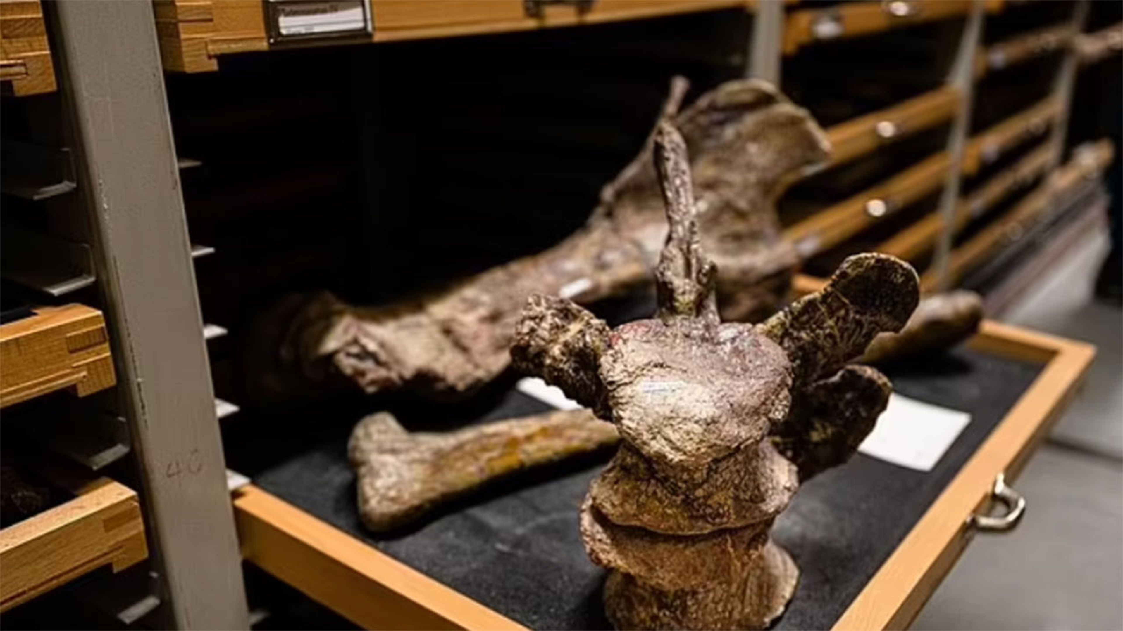 Descubren en Alemania una especie desconocida de dinosaurio que pasó inadvertida durante 100 años en un museo