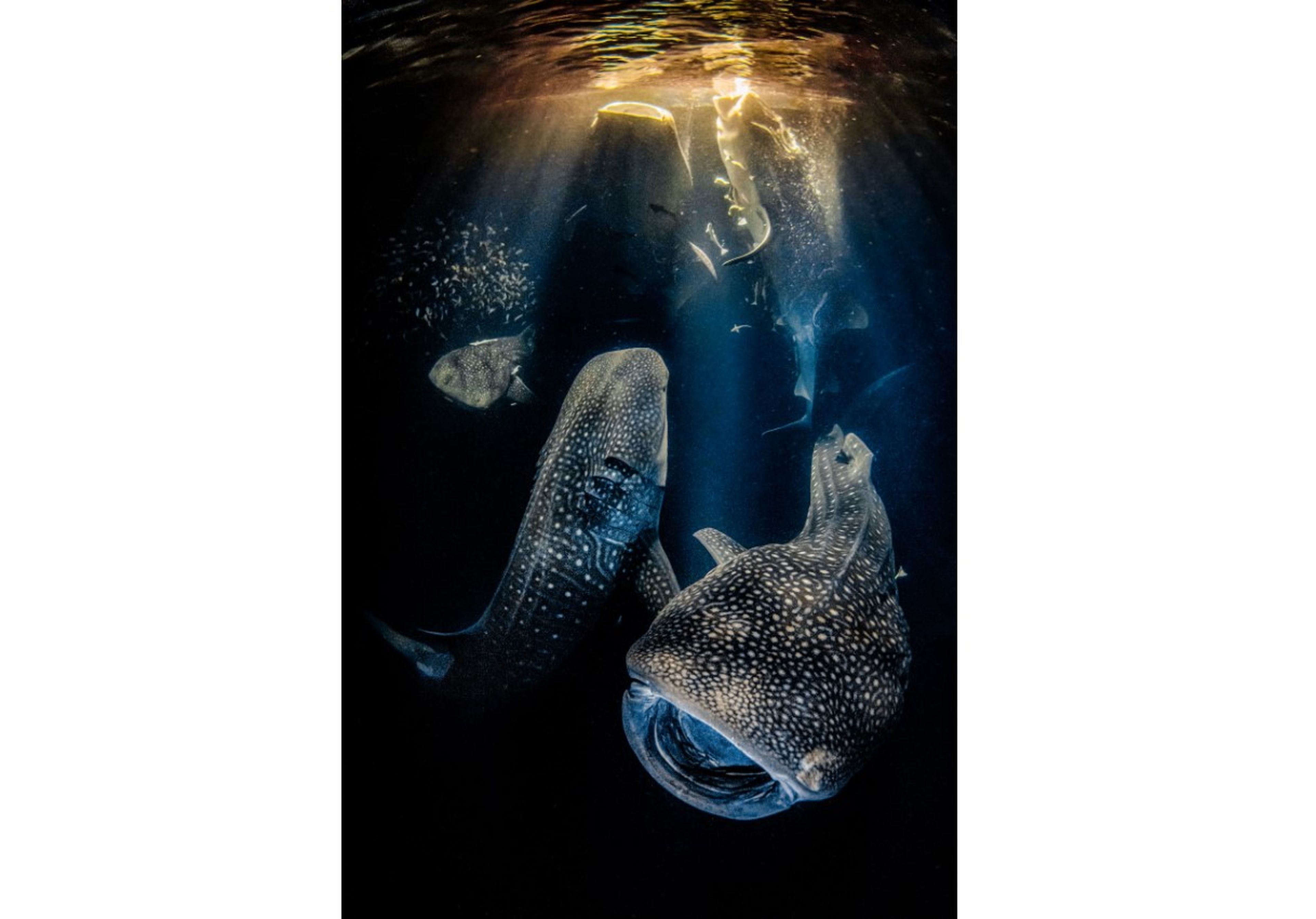 Underwater Photographer of the Year 2022