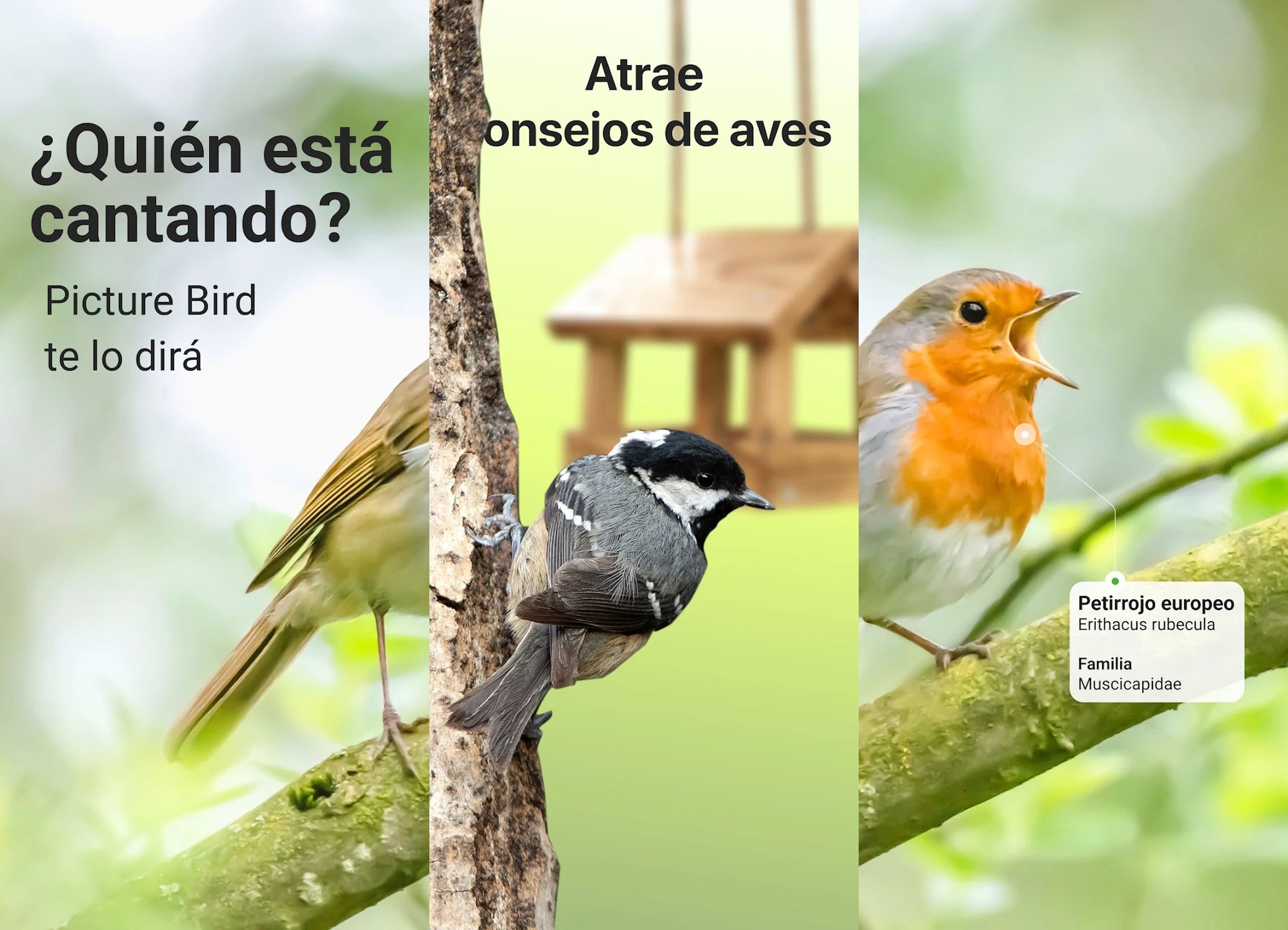 Las 7 mejores aplicaciones para móviles Android con las que identificar aves