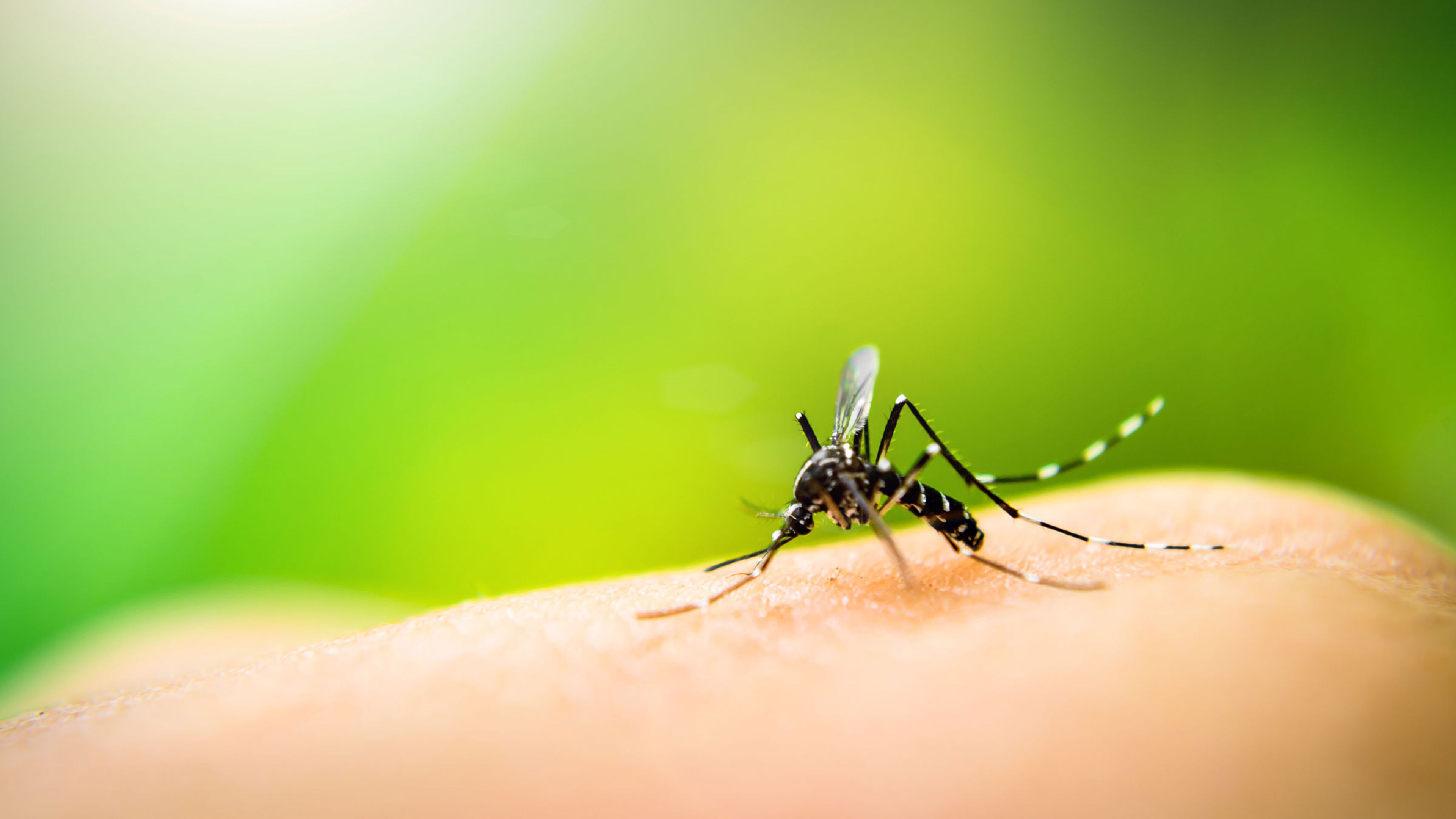 Ahora sabemos la razón por la que los mosquitos pican más a unas personas que a otras