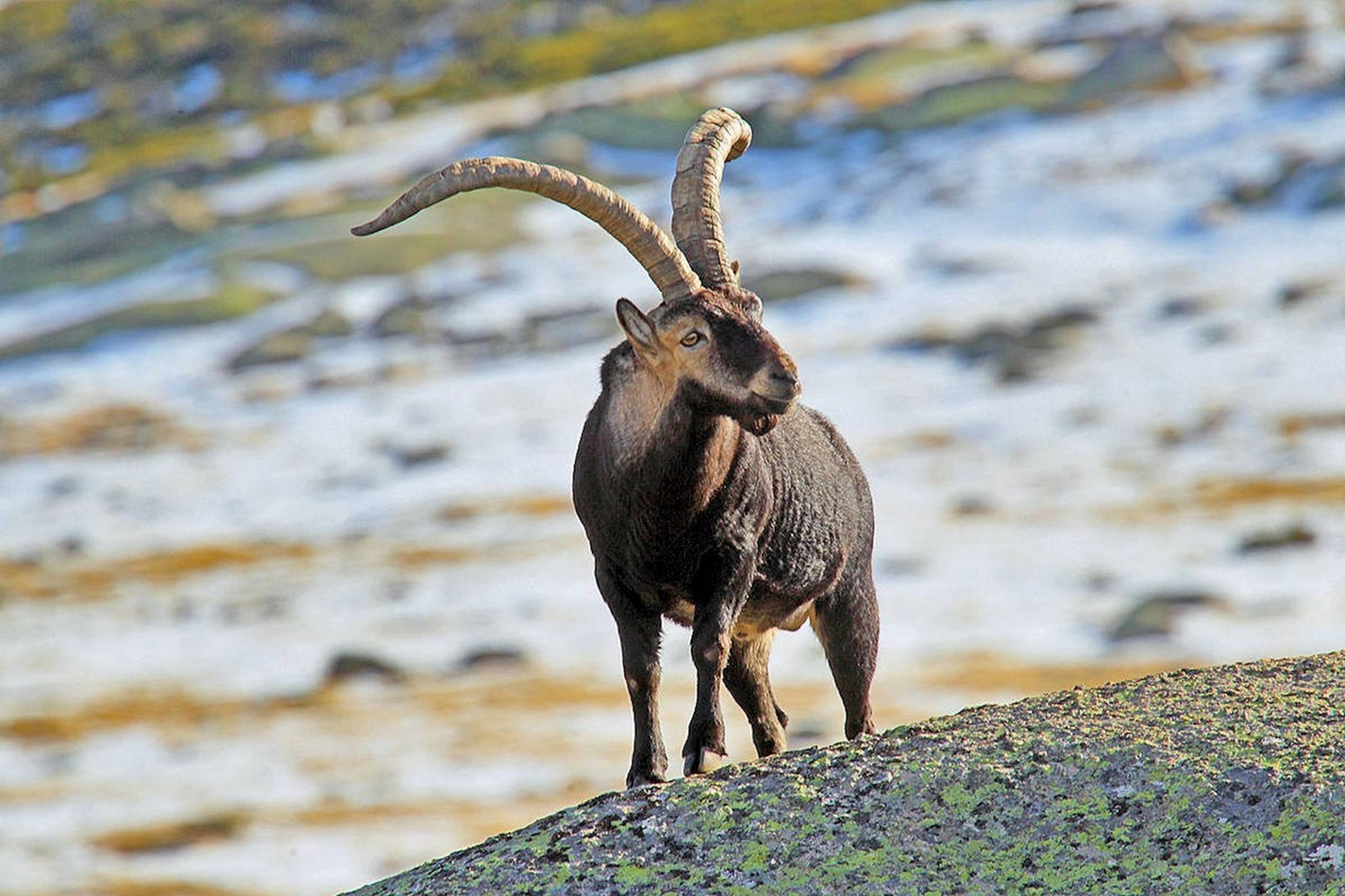 El bucardo de los Pirineos, el único animal de la historia que se ha extinguido dos veces