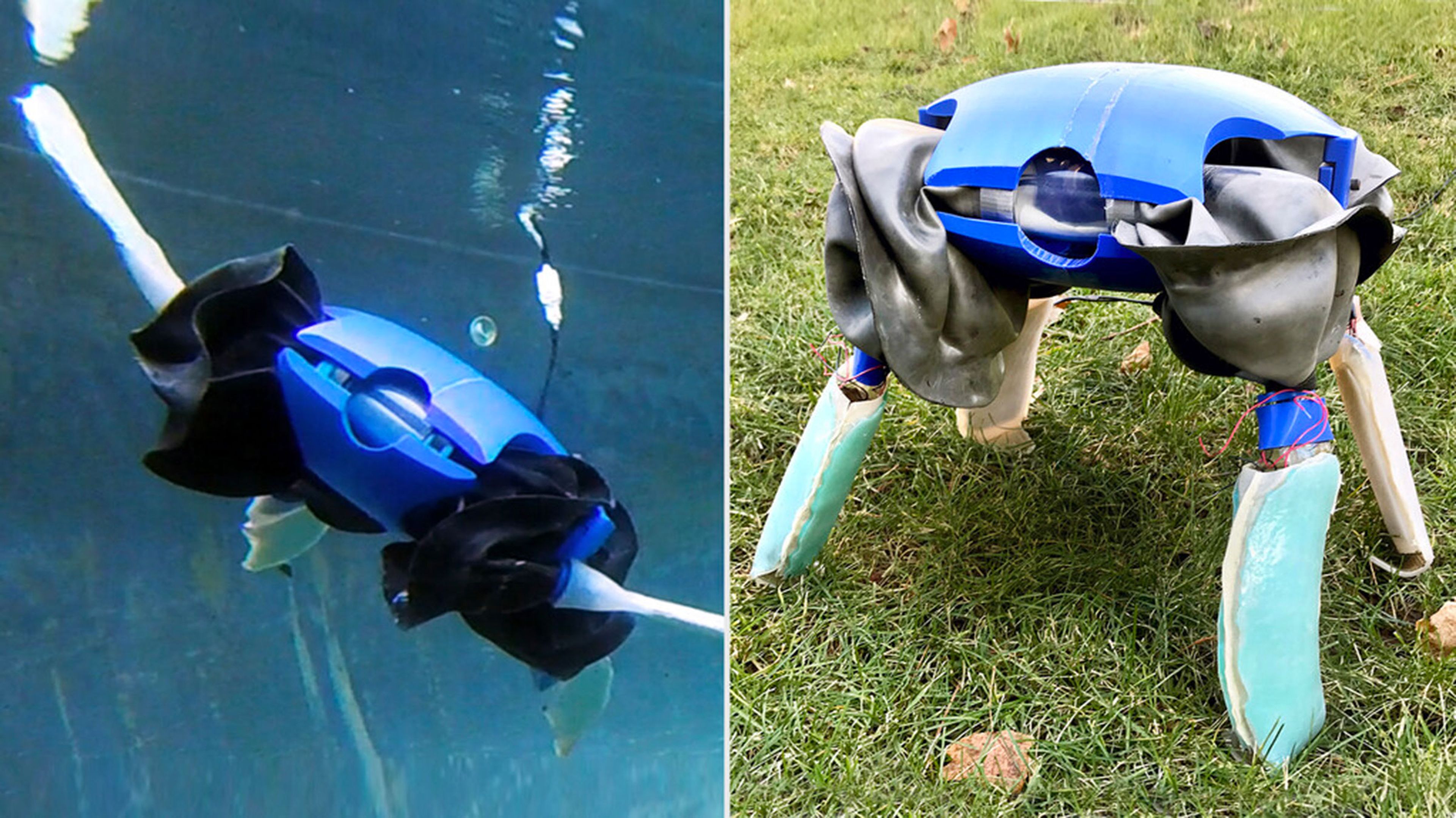 Crean una tortuga robótica anfibia que puede moverse por tierra y agua