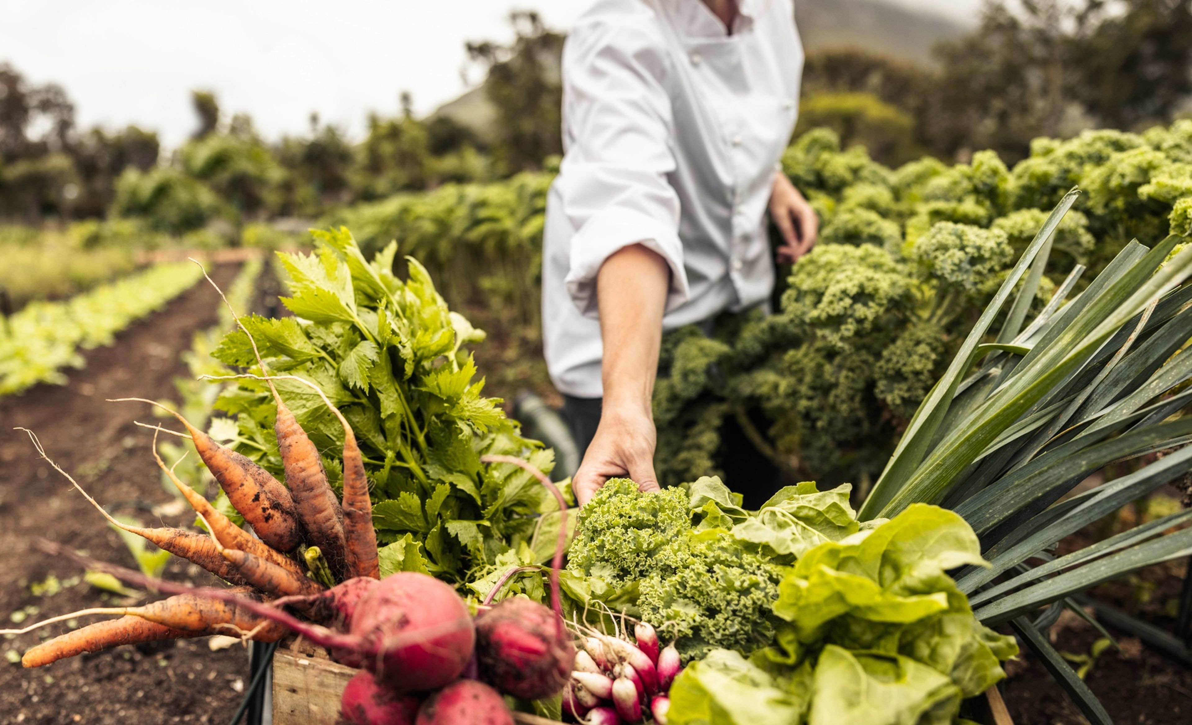 Productos naturales, orgánicos, saludables, de bienestar y para el