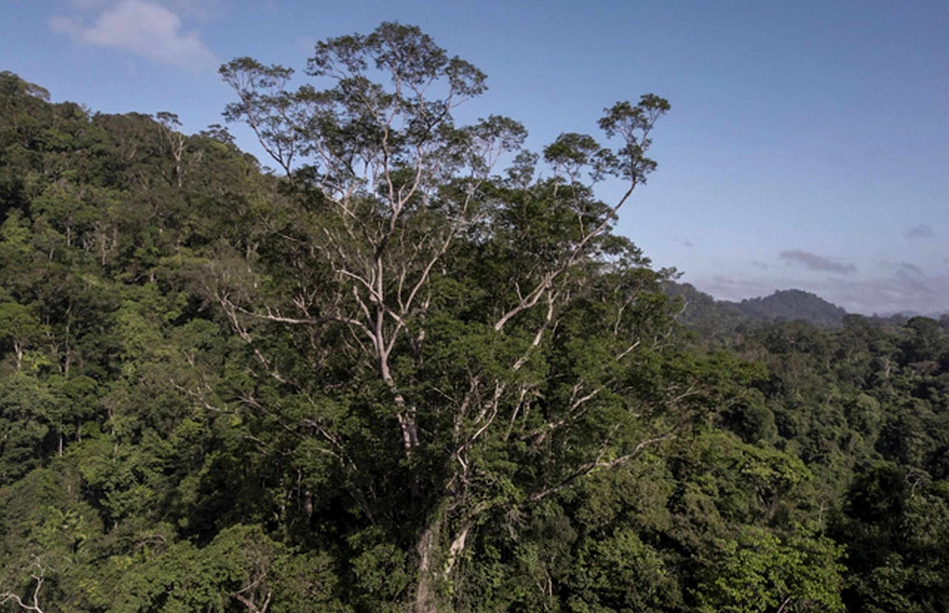 Tres años después de su descubrimiento, consiguen llegar hasta el árbol más alto del Amazonas