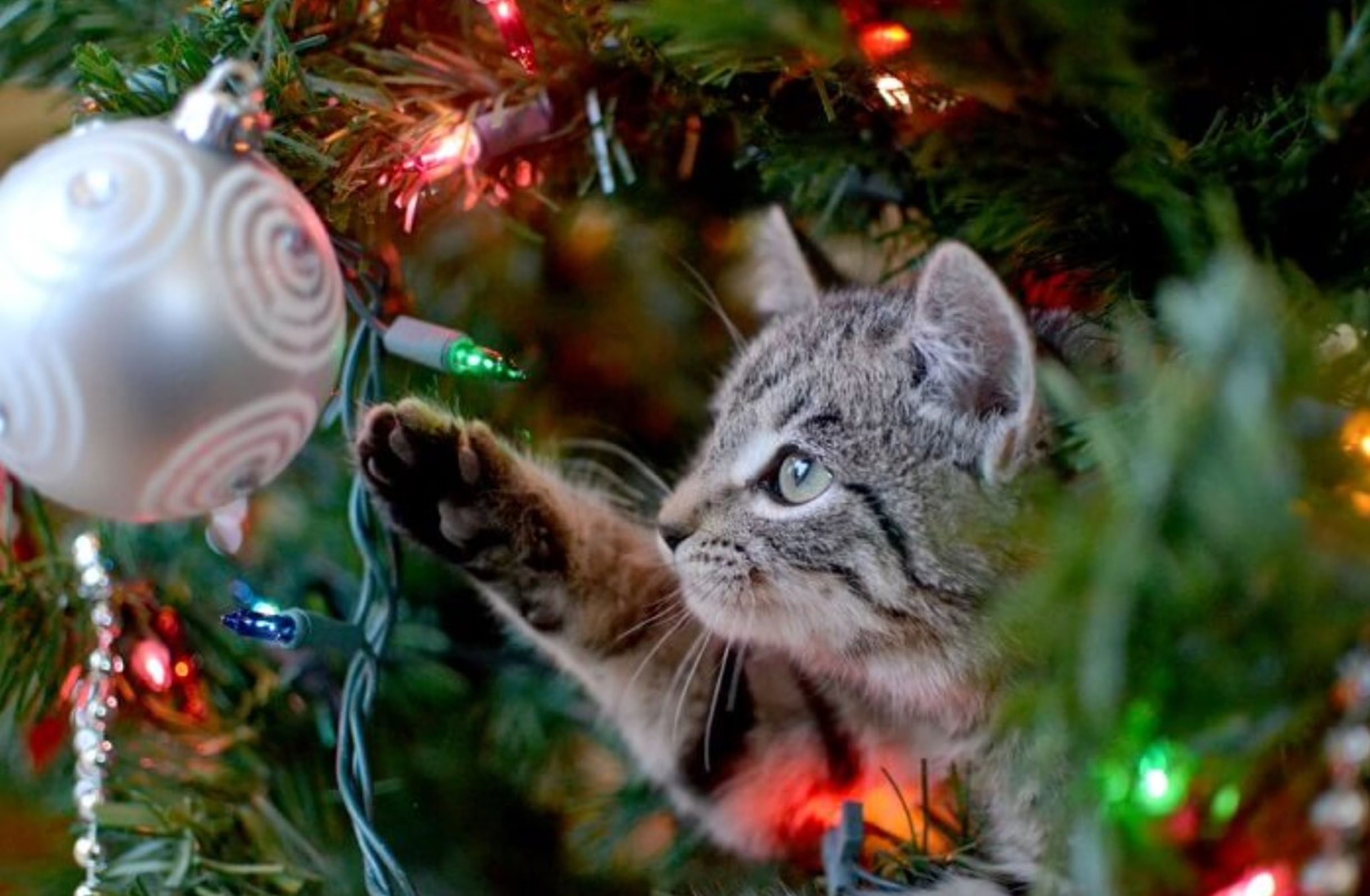 Consejos para que estas fiestas tu gato no destroce el árbol de Navidad