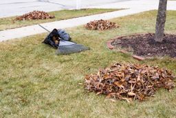 Por qué no deberías quitar las hojas que caen en tu jardín este otoño