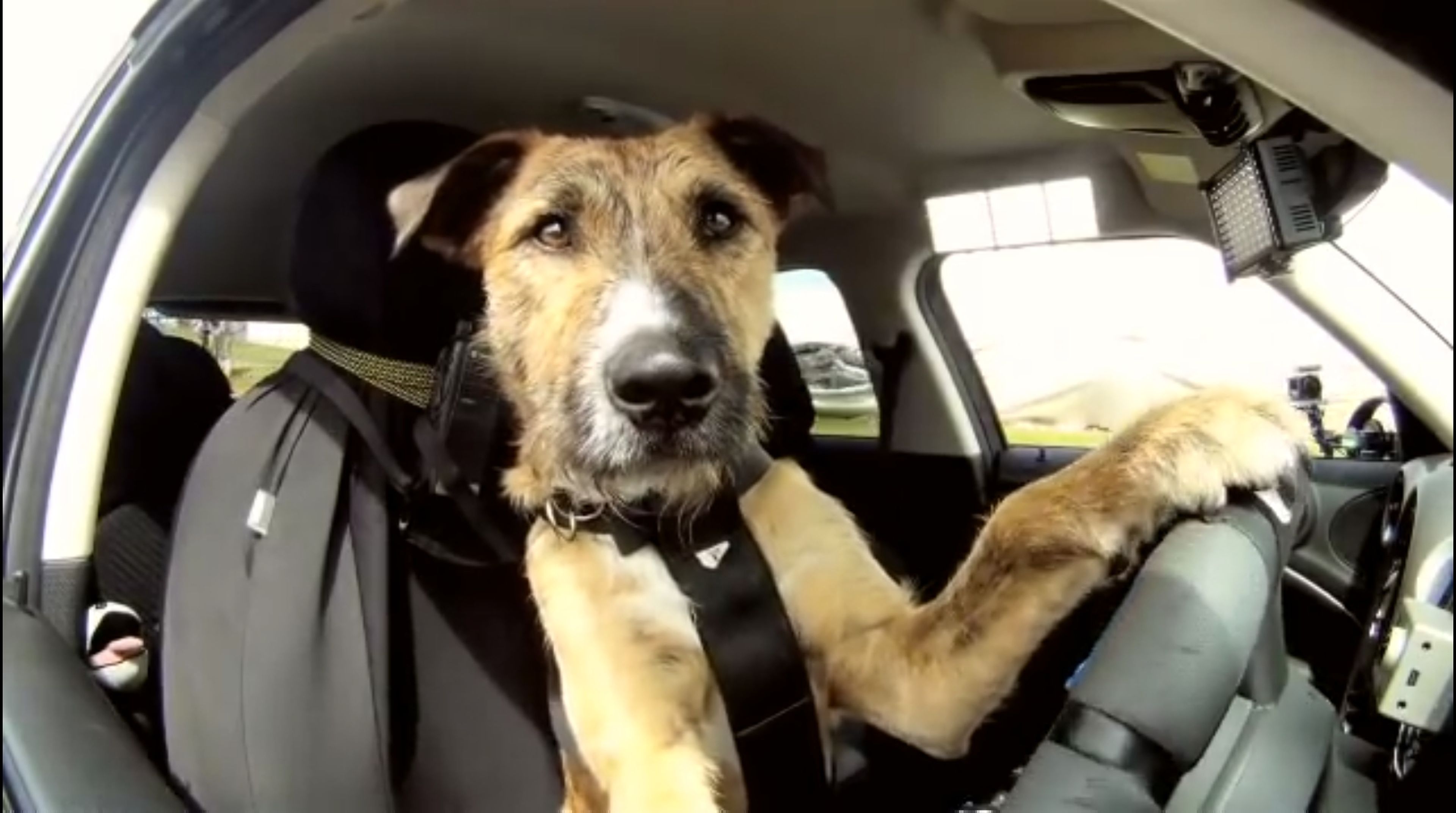 Porter, el primer perro en conducir un coche (vídeo)