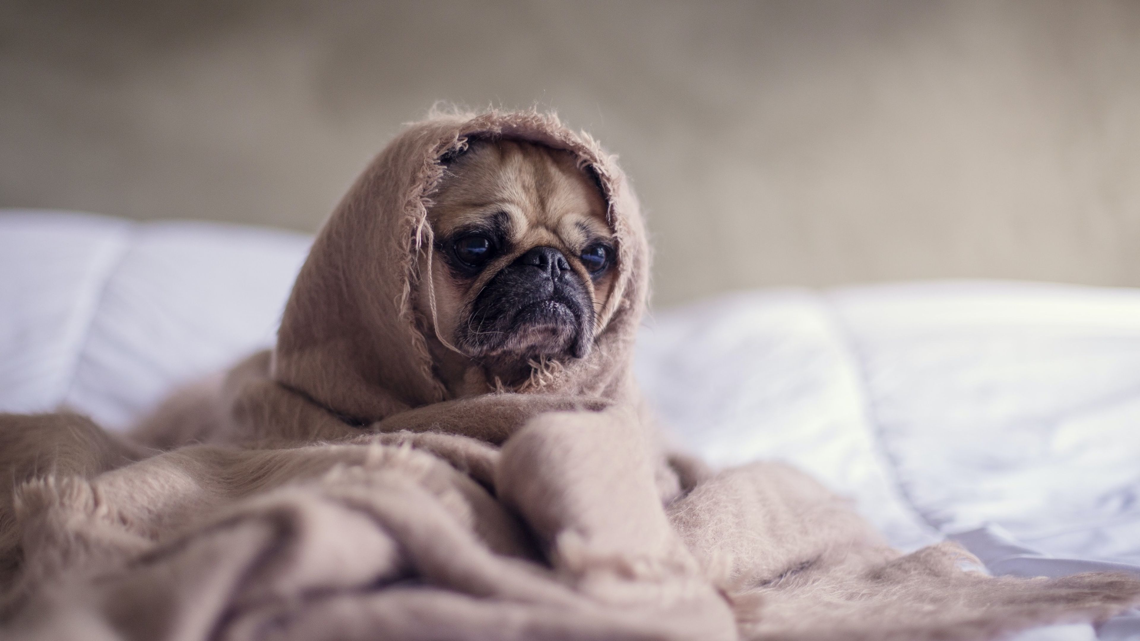 Perro envuelto en una manta por el frío