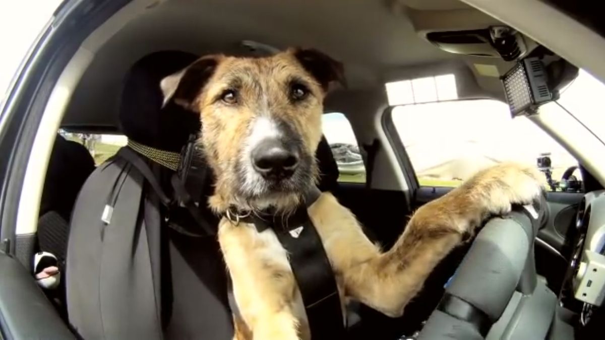 Porter, el primer perro en conducir un coche (vídeo)