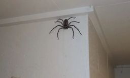 Un australiano explica por qué deja que esta terrorífica araña gigante viva en su casa