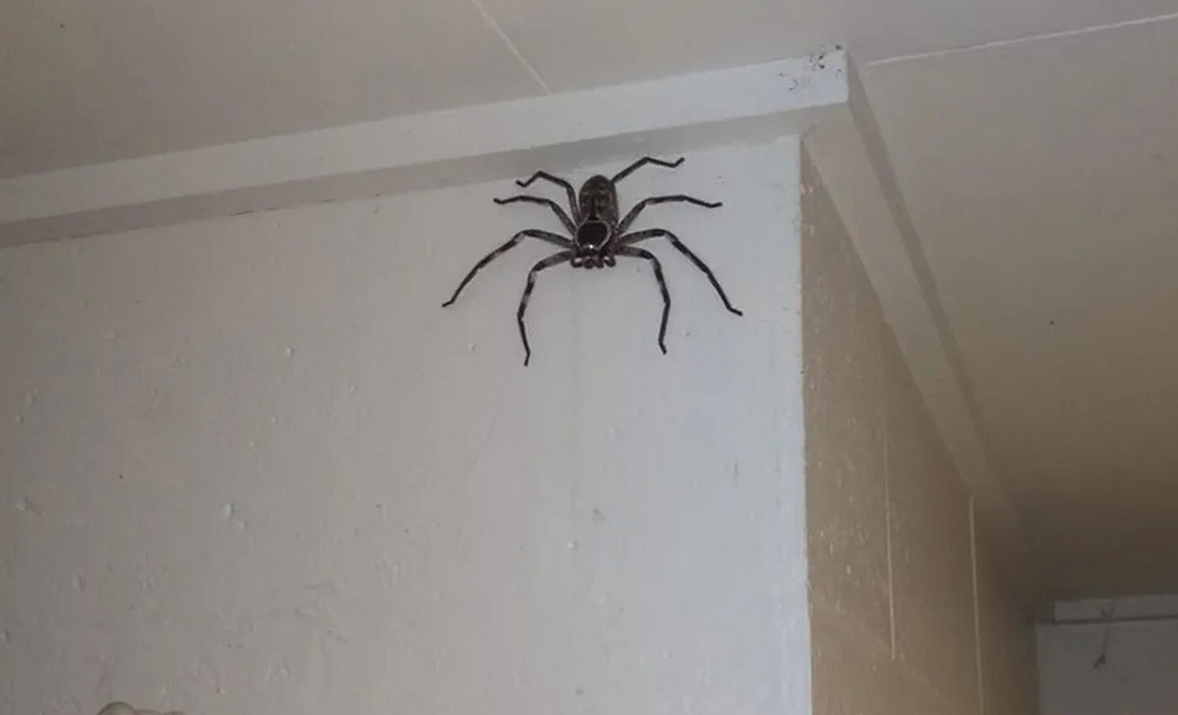 La terrorífica araña gigante que lleva un año viviendo en la casa |  Computer Hoy