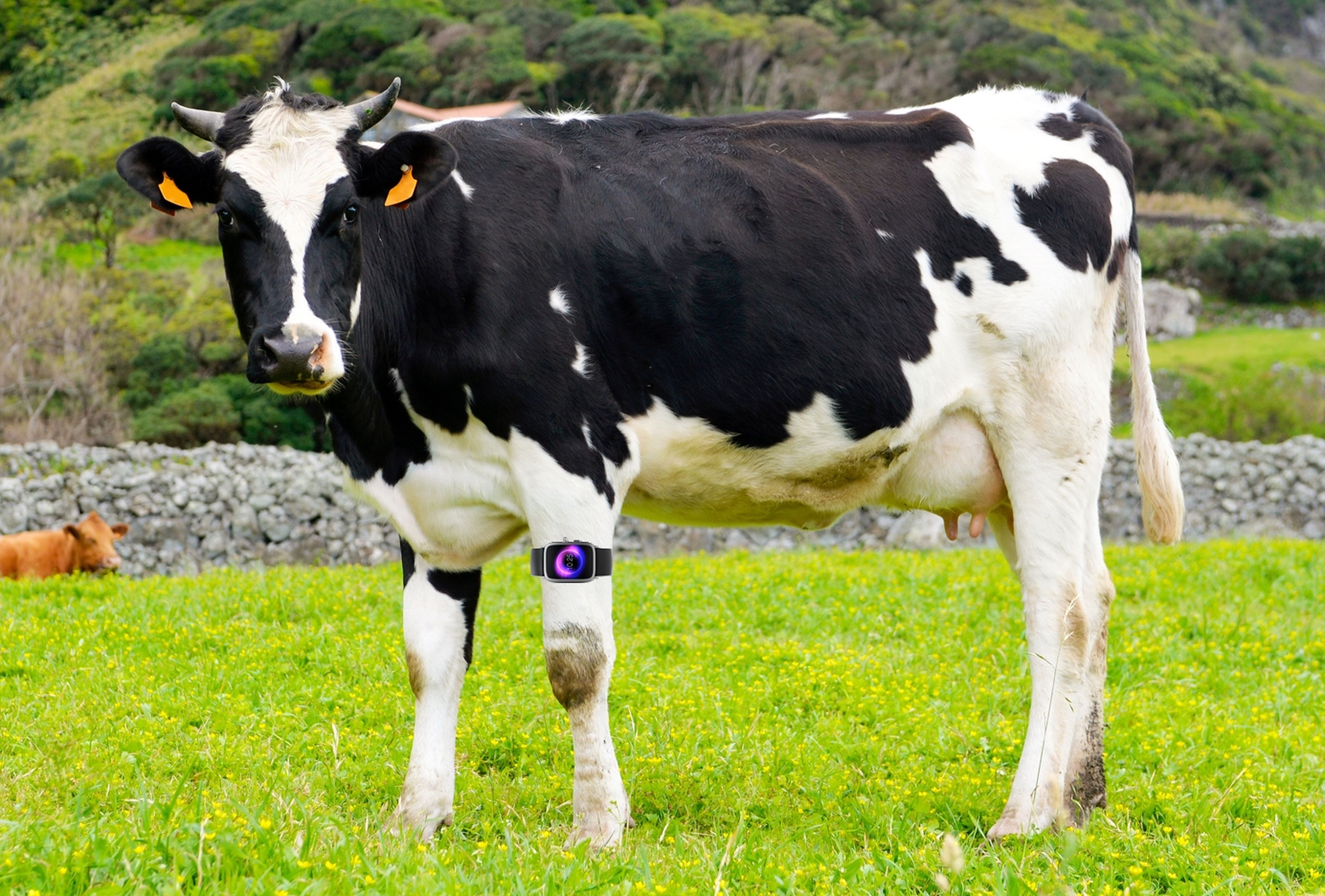 Vacas con smartwatch, el futuro de las granjas inteligentes