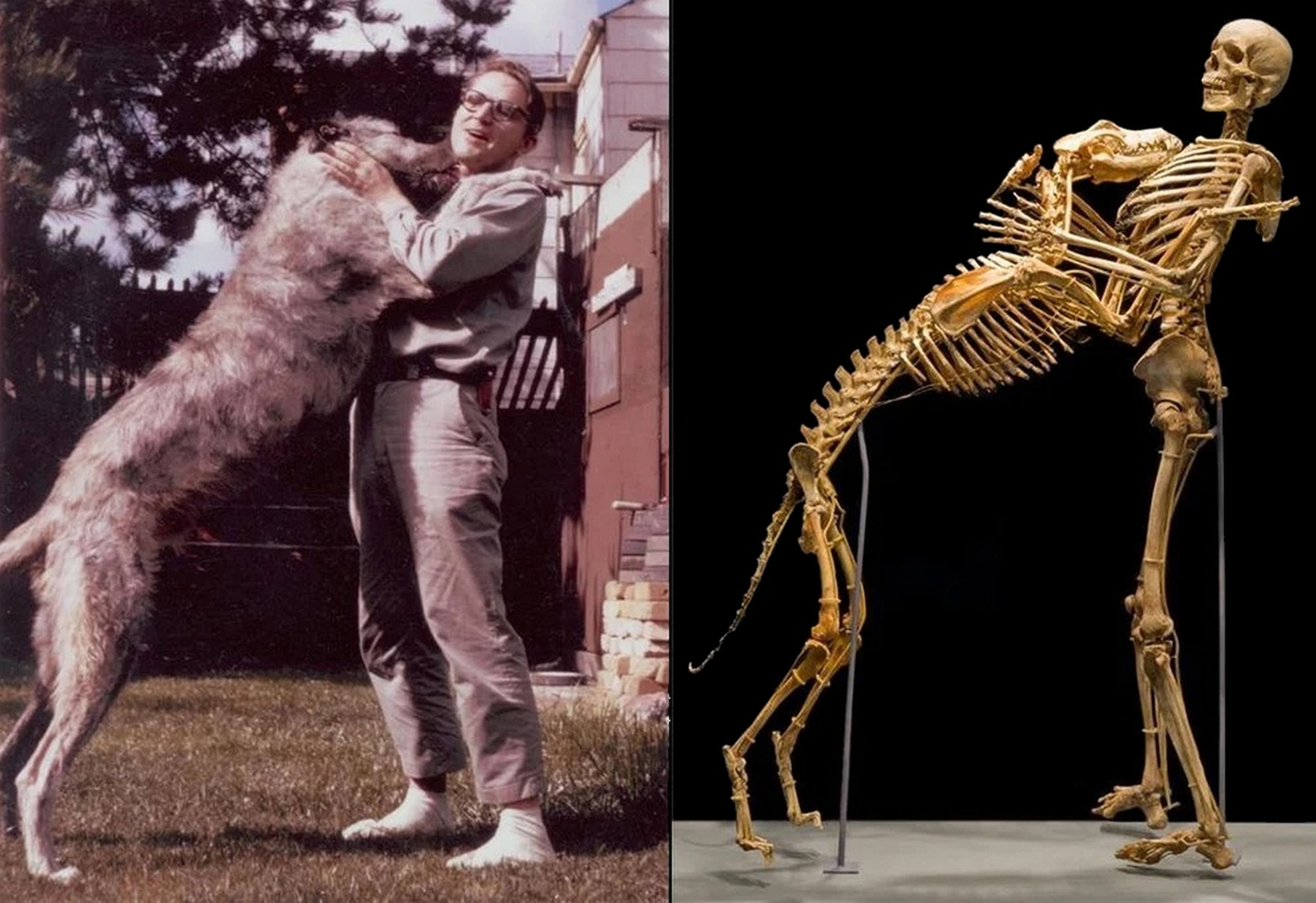 La curiosa historia del antropólogo y su perro que donaron el cuerpo a la ciencia... y pasaron años buscando el Bigfoot