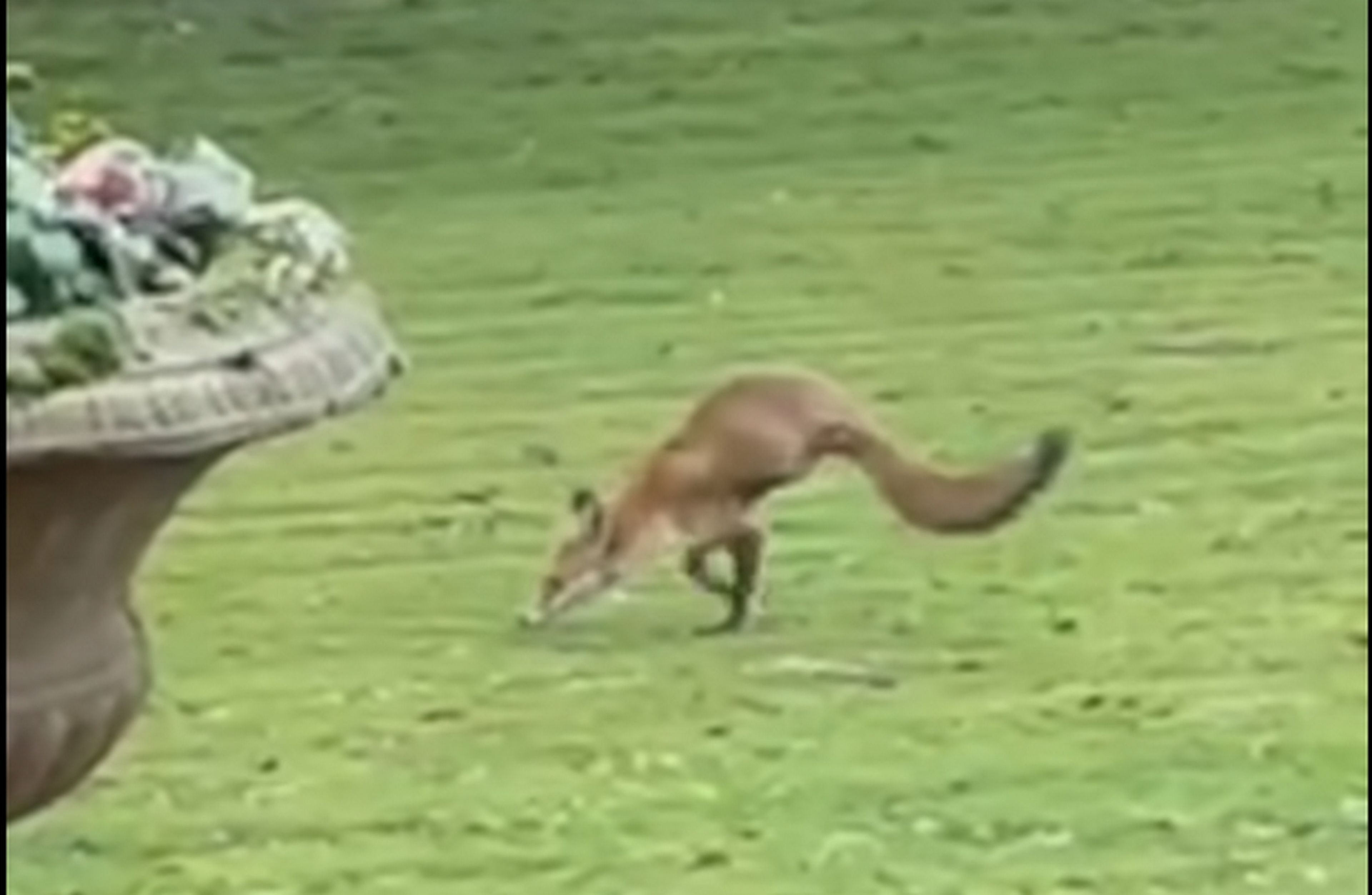 Descubre en su jardín un zorro de dos patas que camina como un dinosaurio (vídeo)