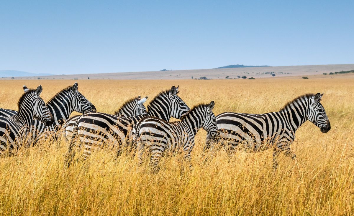 Why do zebras have stripes? They've proved to be a no fly zone for flies