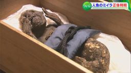 Hace 300 años encontraron la momia de una sirena en Japón, y ahora la ciencia nos dice lo que es
