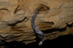 Lugares terroríficos: la Cueva de las Serpientes Colgantes, que atacan desde el techo (vídeo)