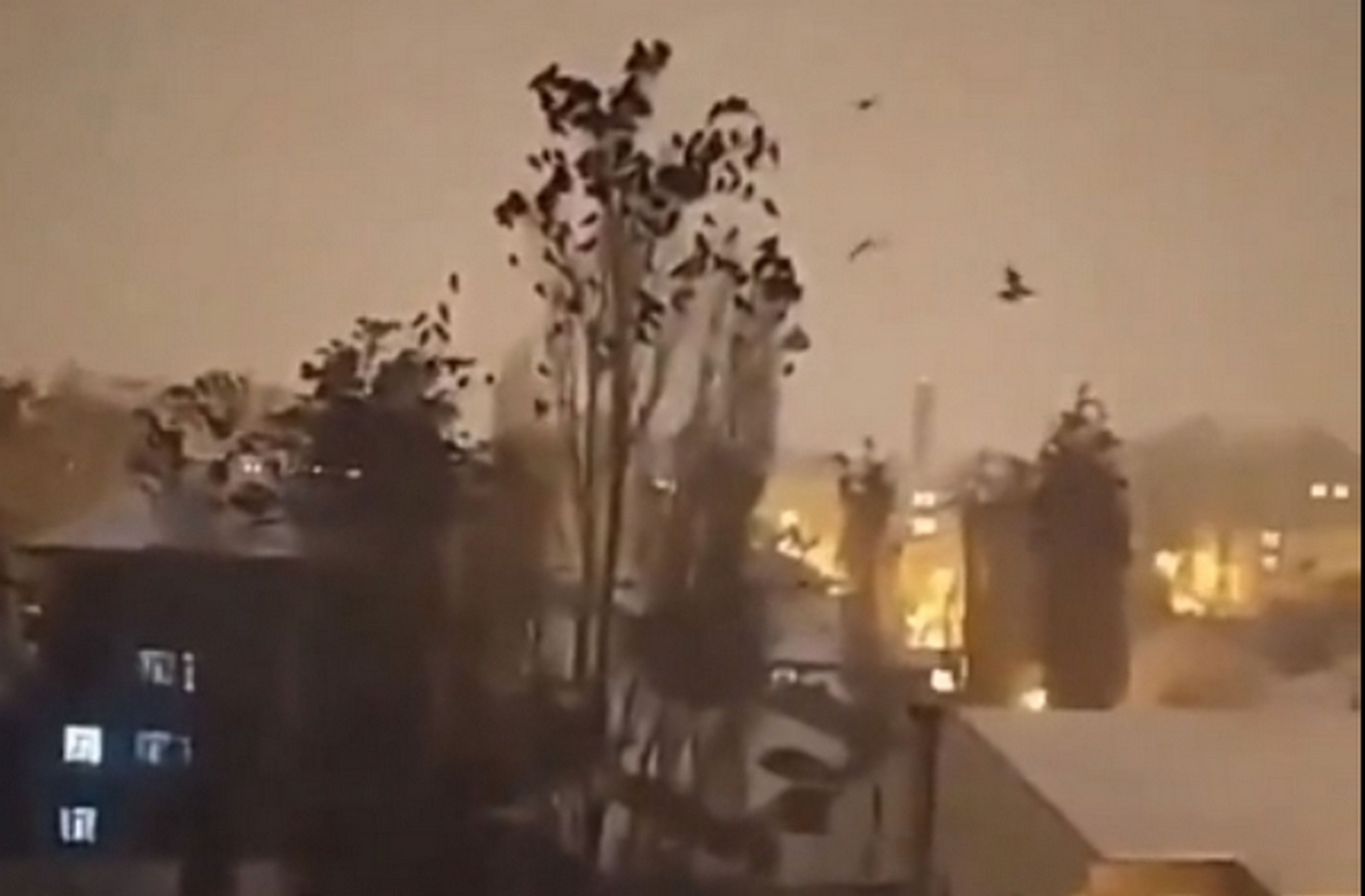 Este vídeo muestra el extraño comportamiento de los pájaros, antes del terremoto de Turquía