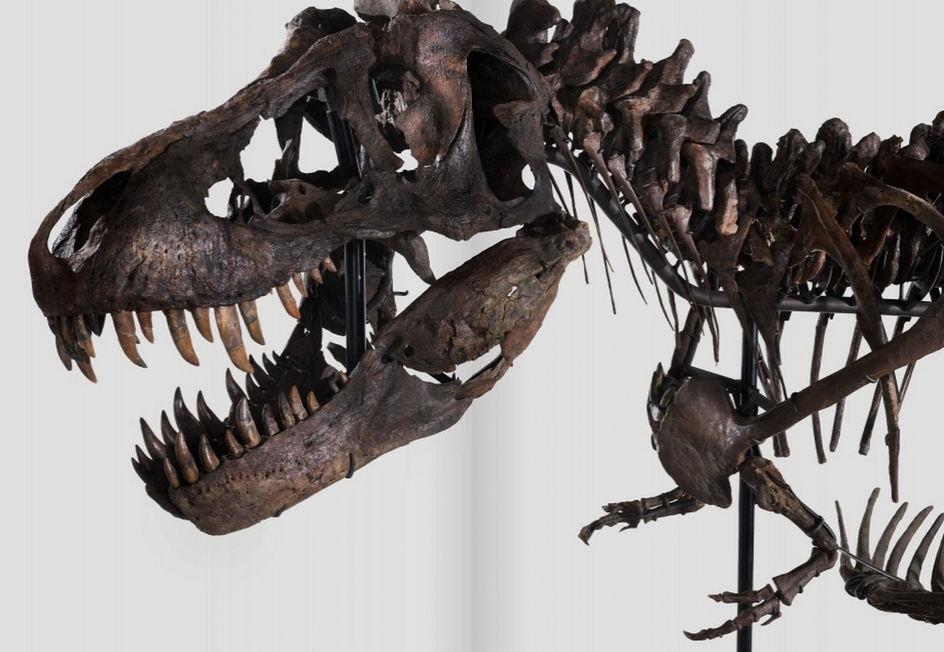 Tiranosaurio Rex Trinity