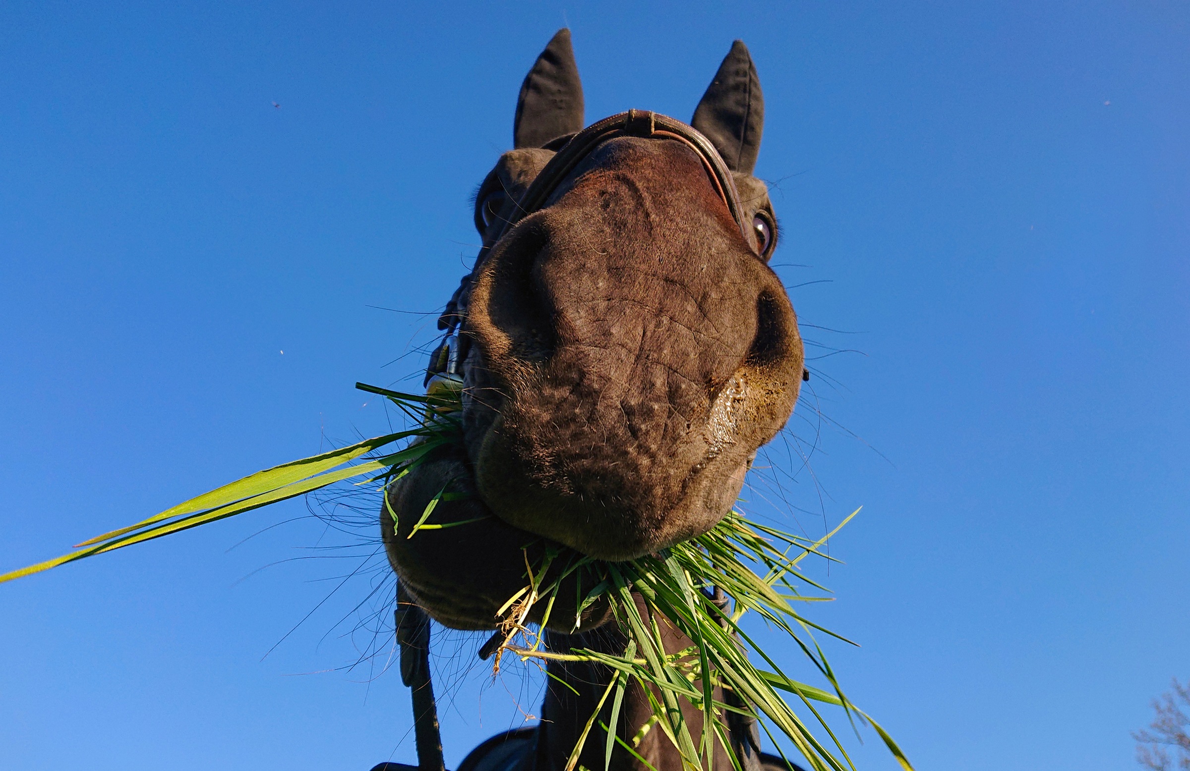 A horse eating a chick or a cow eating a snake: Why do herbivores eat