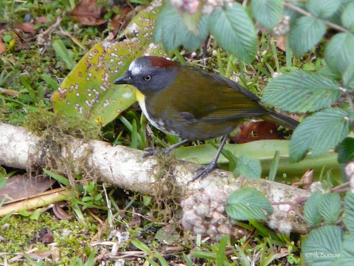 Two poisonous birds discovered in New Guinea if you touch their