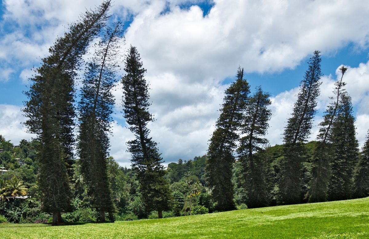 This species of pine always leans towards the equator, and no one knows why  - Gearrice