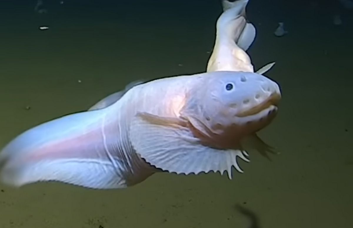 They videotape the fish at a deeper depth, 8,336 meters, and it looks ...