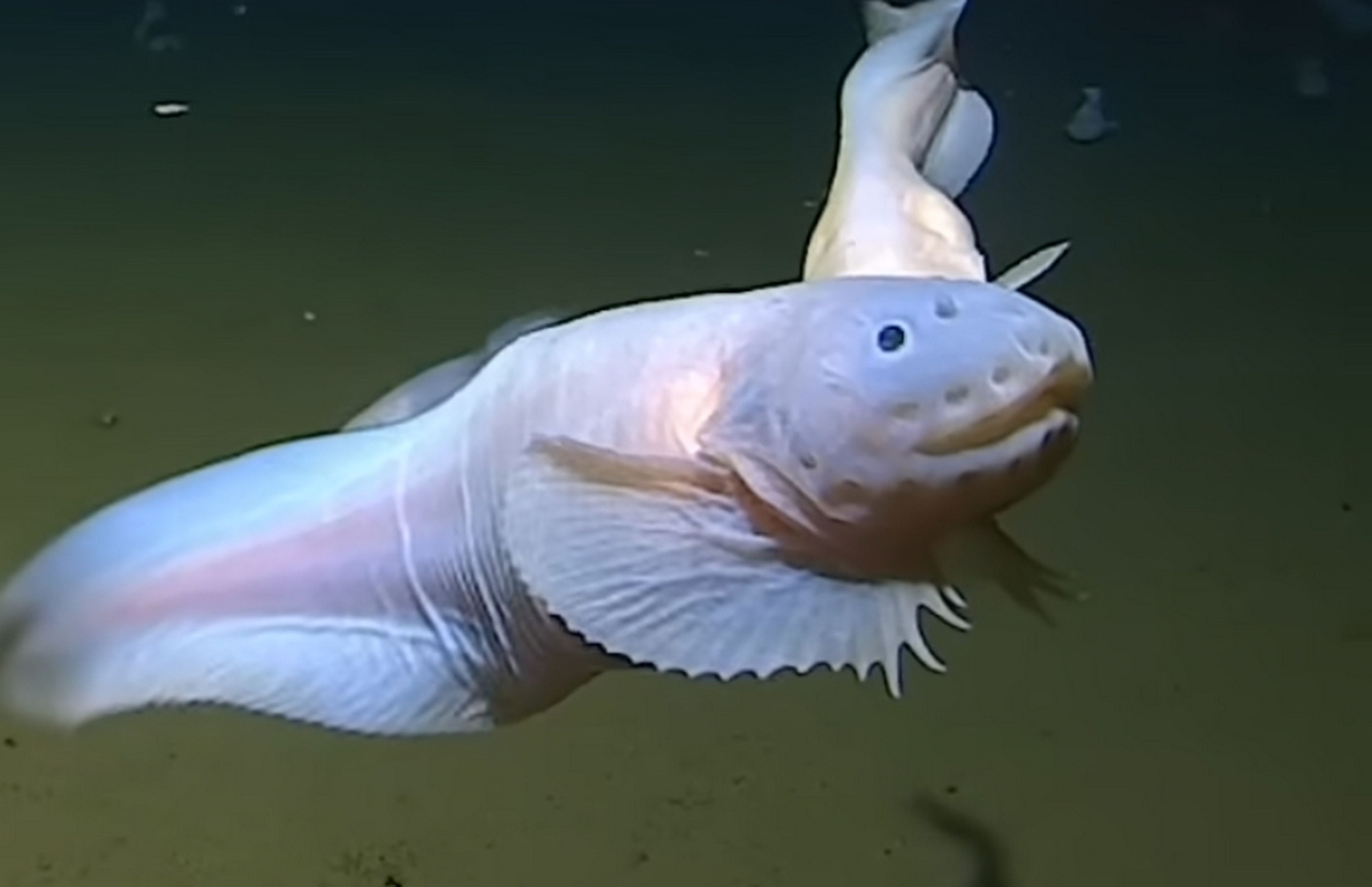 Graban en vídeo al pez a más profundidad, 8.336 metros, y parece alienígena