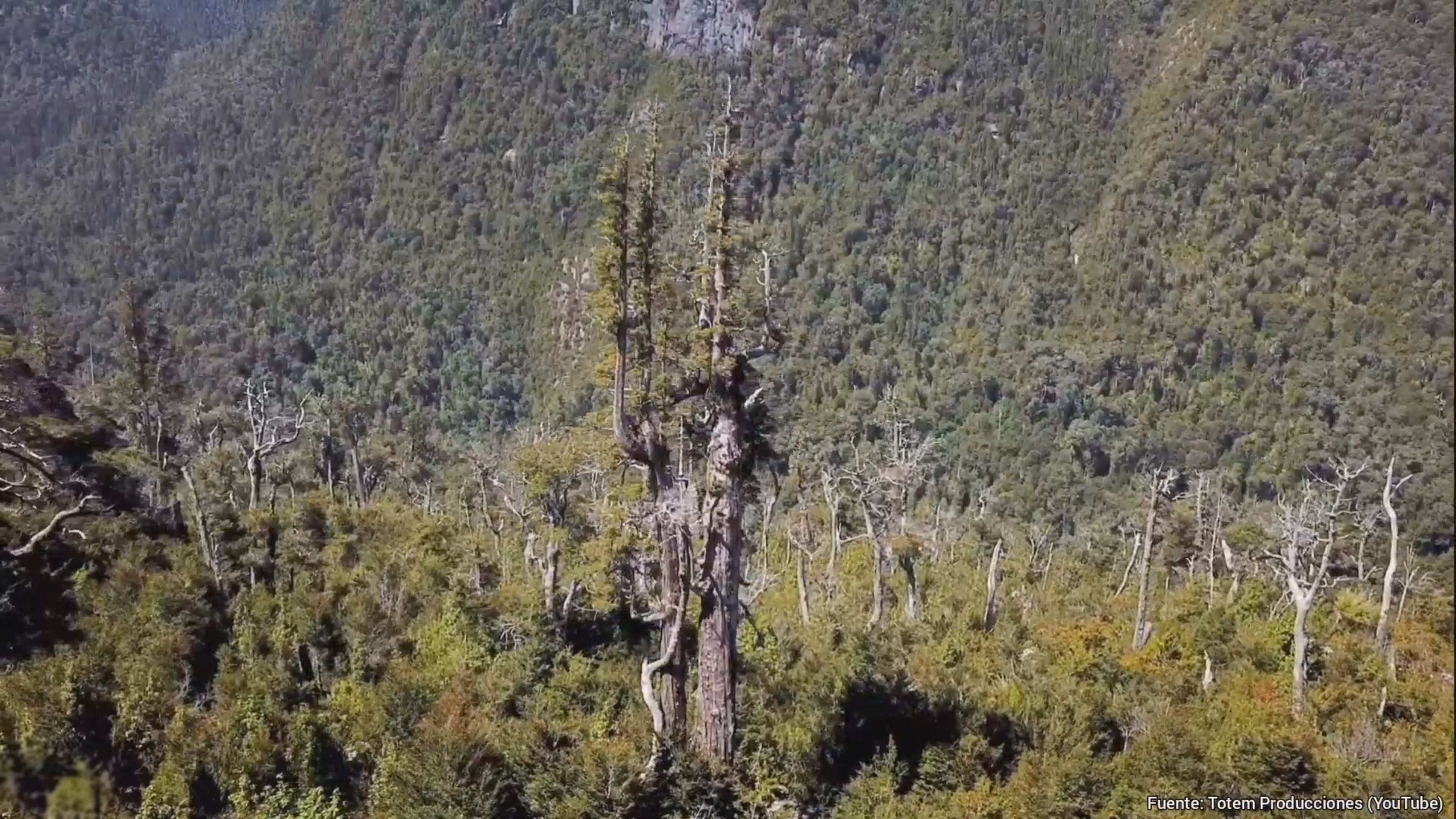 El Gran Abuelo, el árbol más viejo del mundo: nació antes de que los egipcios construyeran las pirámides