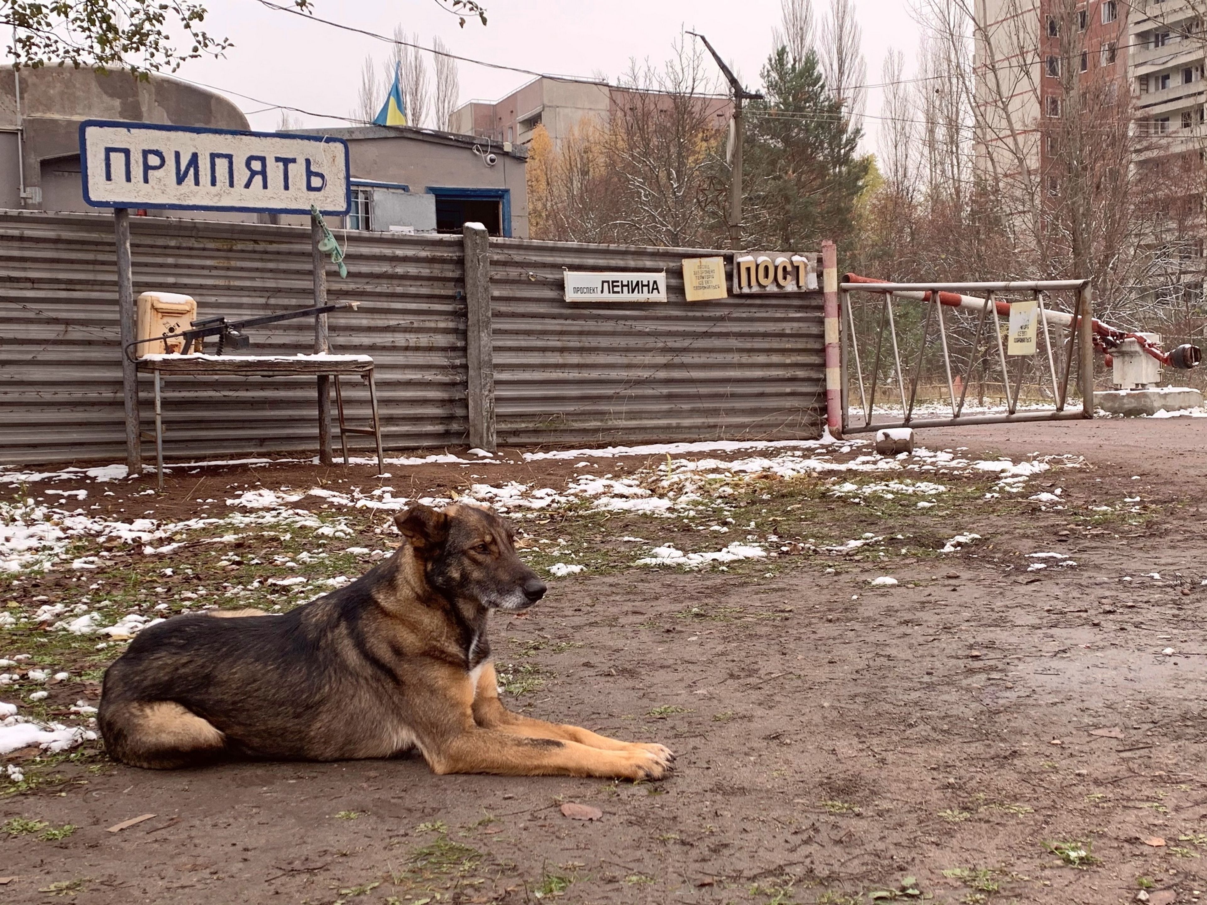Los perros de Chernóbil han mutado: evolucionan de forma diferente a los de zonas cercanas