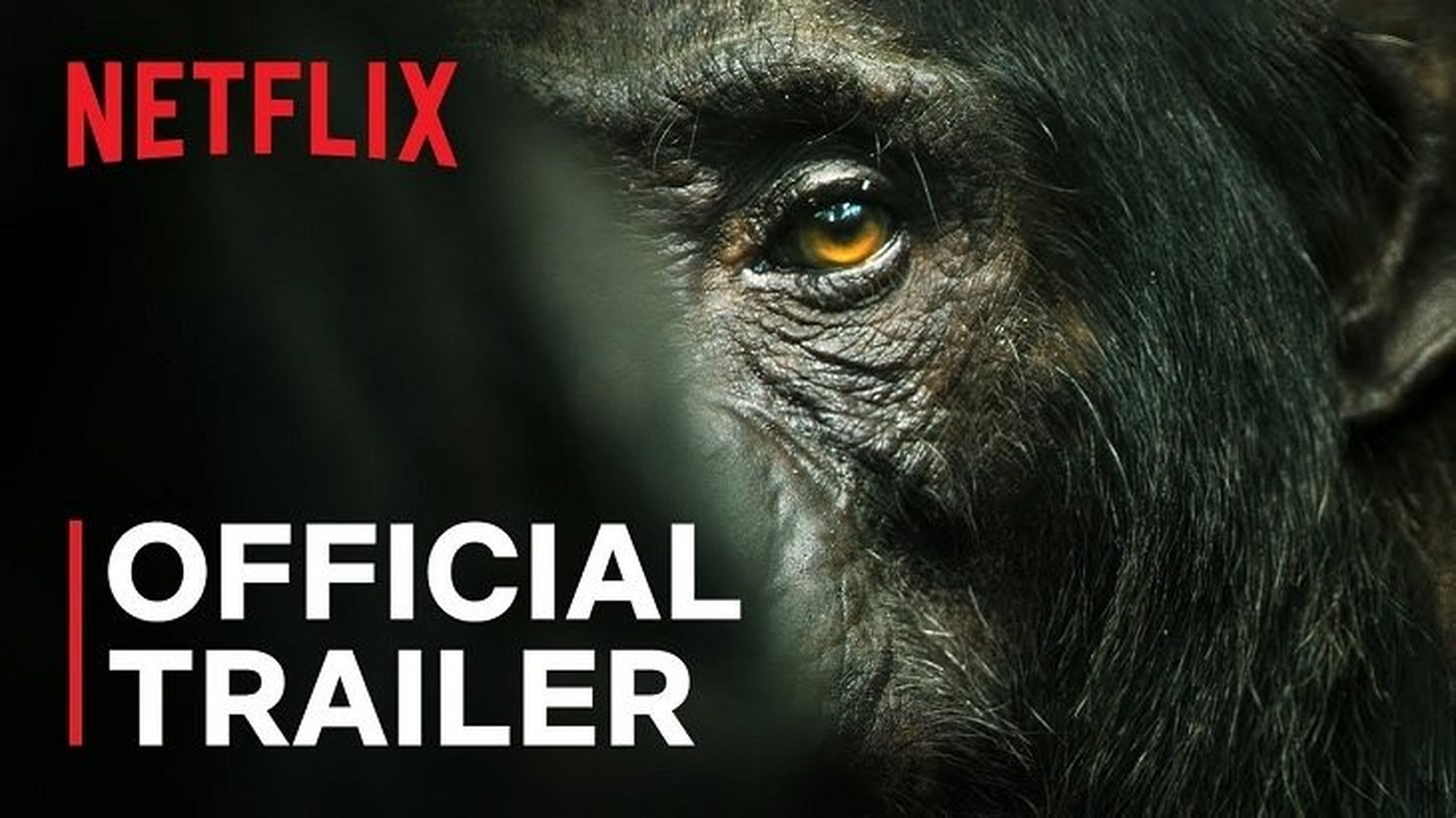 Qué series ver este fin de semana en Netflix, Amazon Prime Video y Filmin: chimpancés, crímines y gore